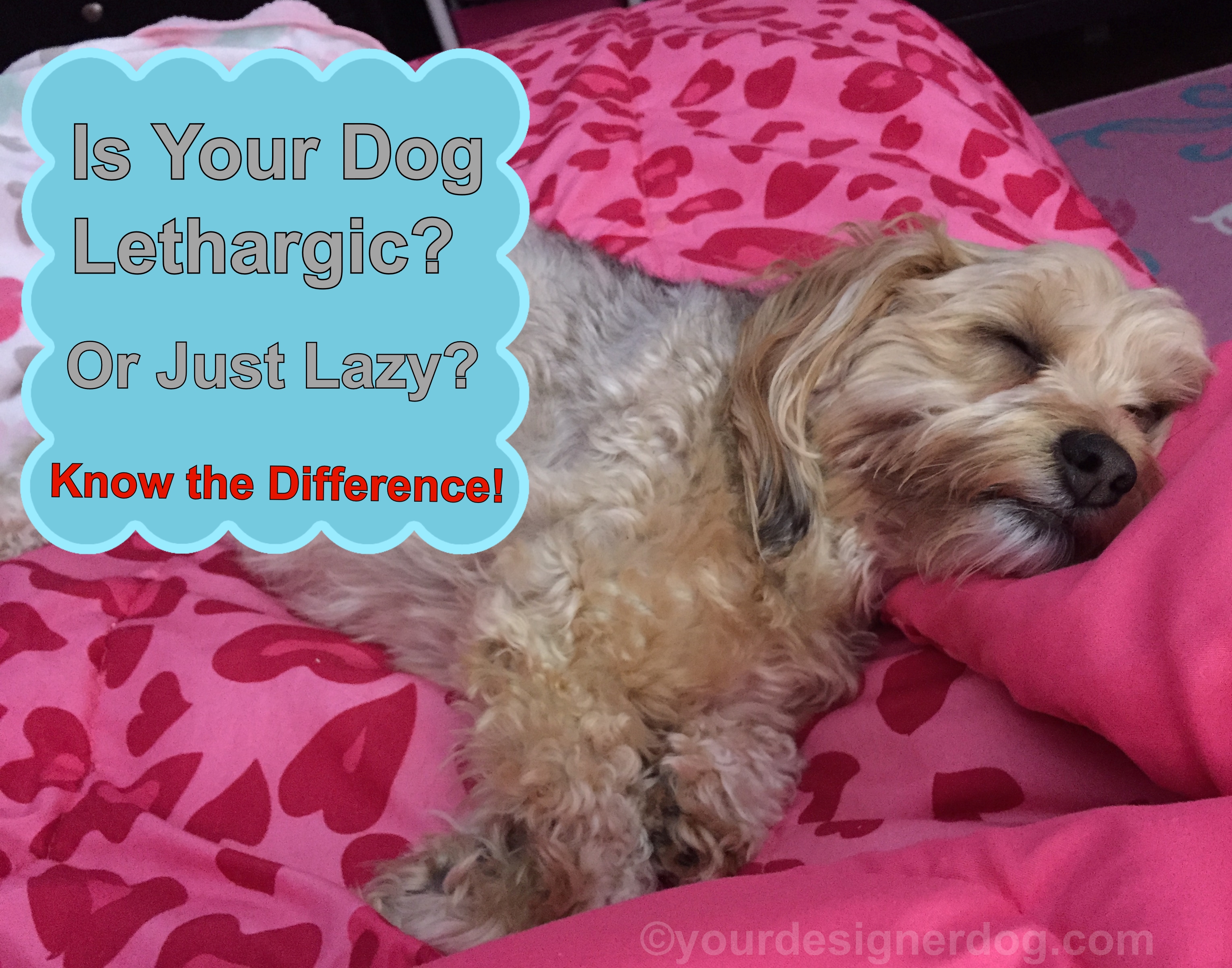dogs, designer dogs, Yorkipoo, yorkie poo, sleepy puppy, nap, lazy, lethargic