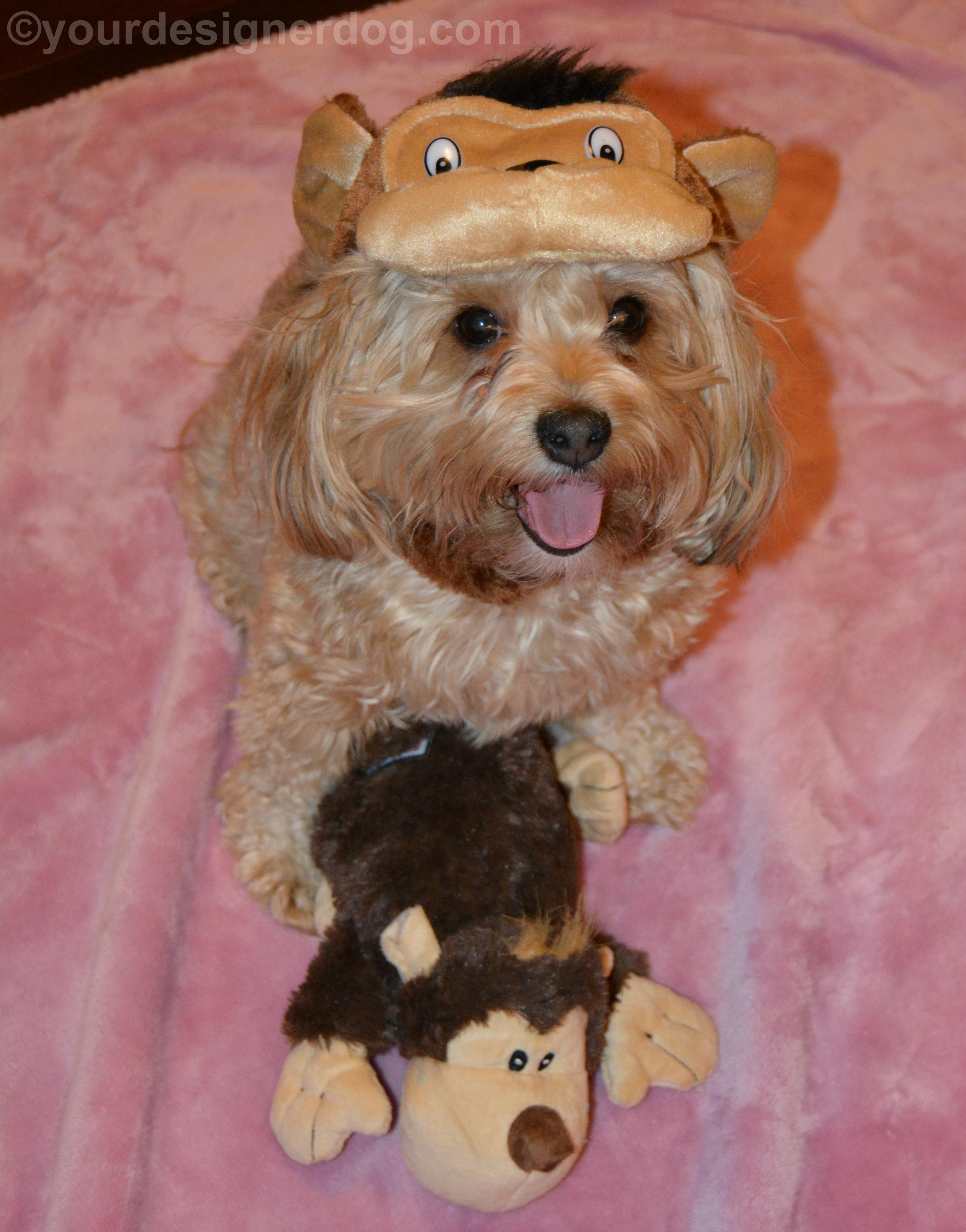 dogs, designer dogs, yorkipoo, yorkie poo, monkey, dog costume, tongue out