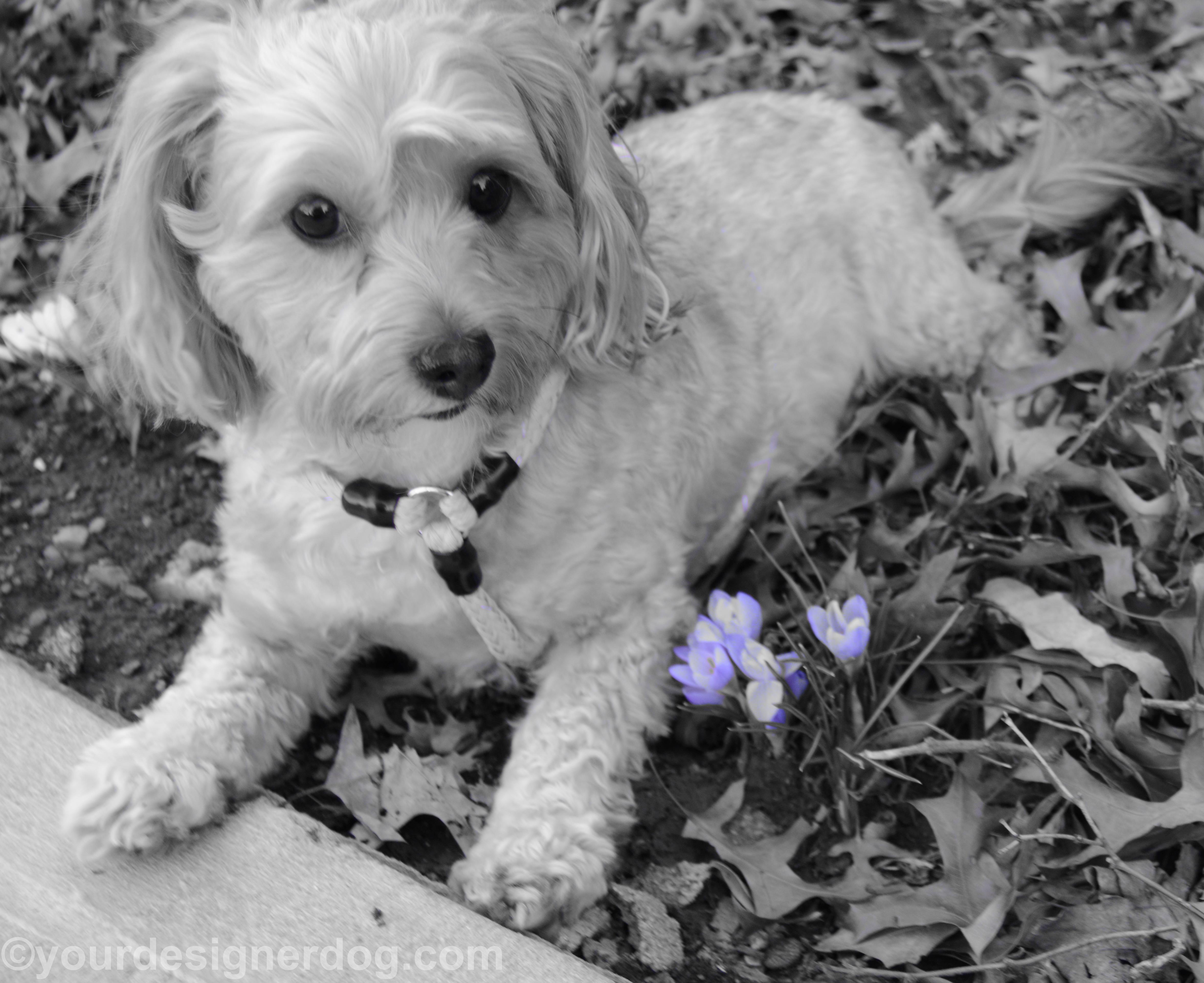 dogs, designer dogs, yorkipoo, yorkie poo, dogs with flowers, Spring, crocuses, black and white photography