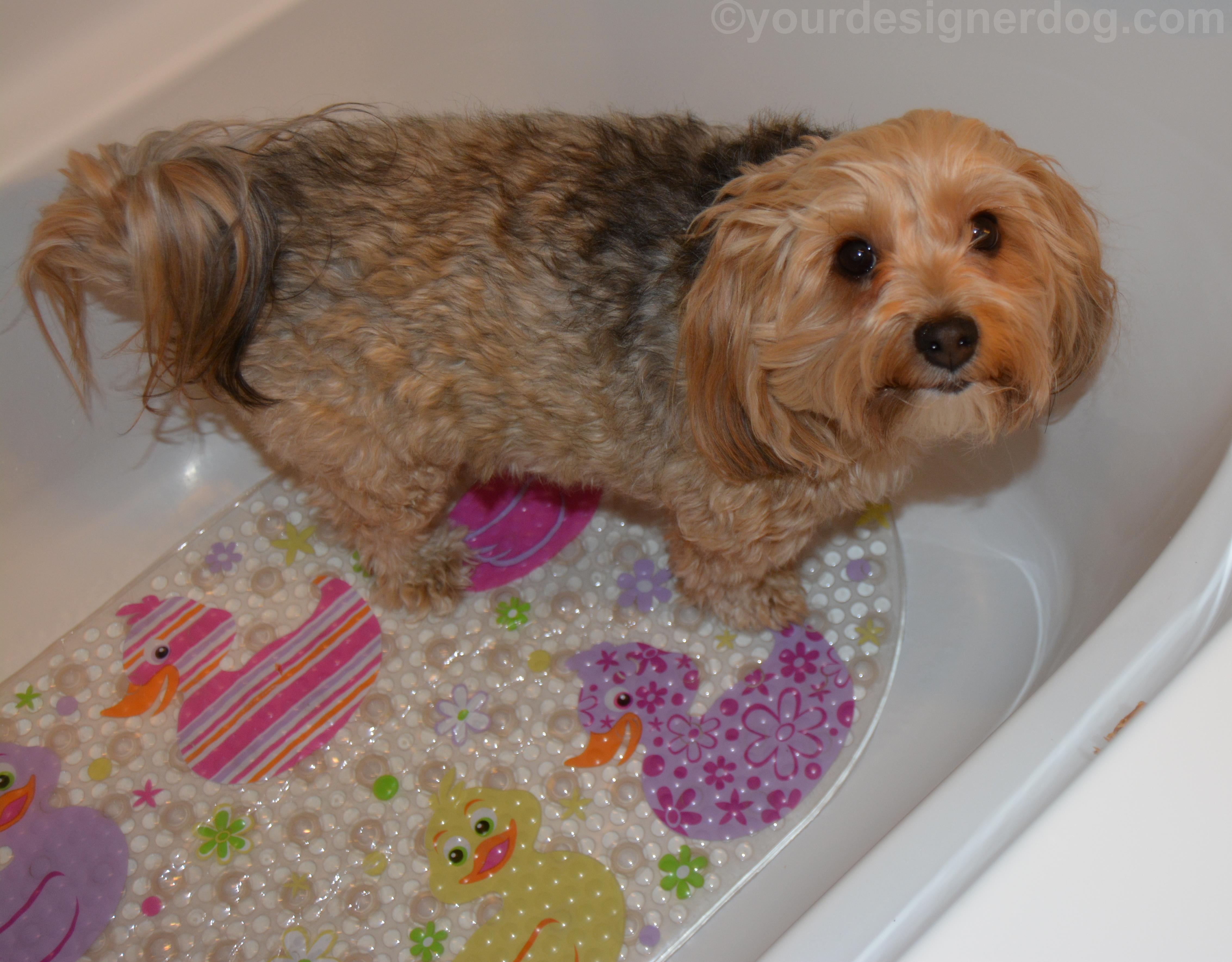 dogs, designer dogs, Yorkipoo, yorkie poo, bath, dog bath, rubber ducky