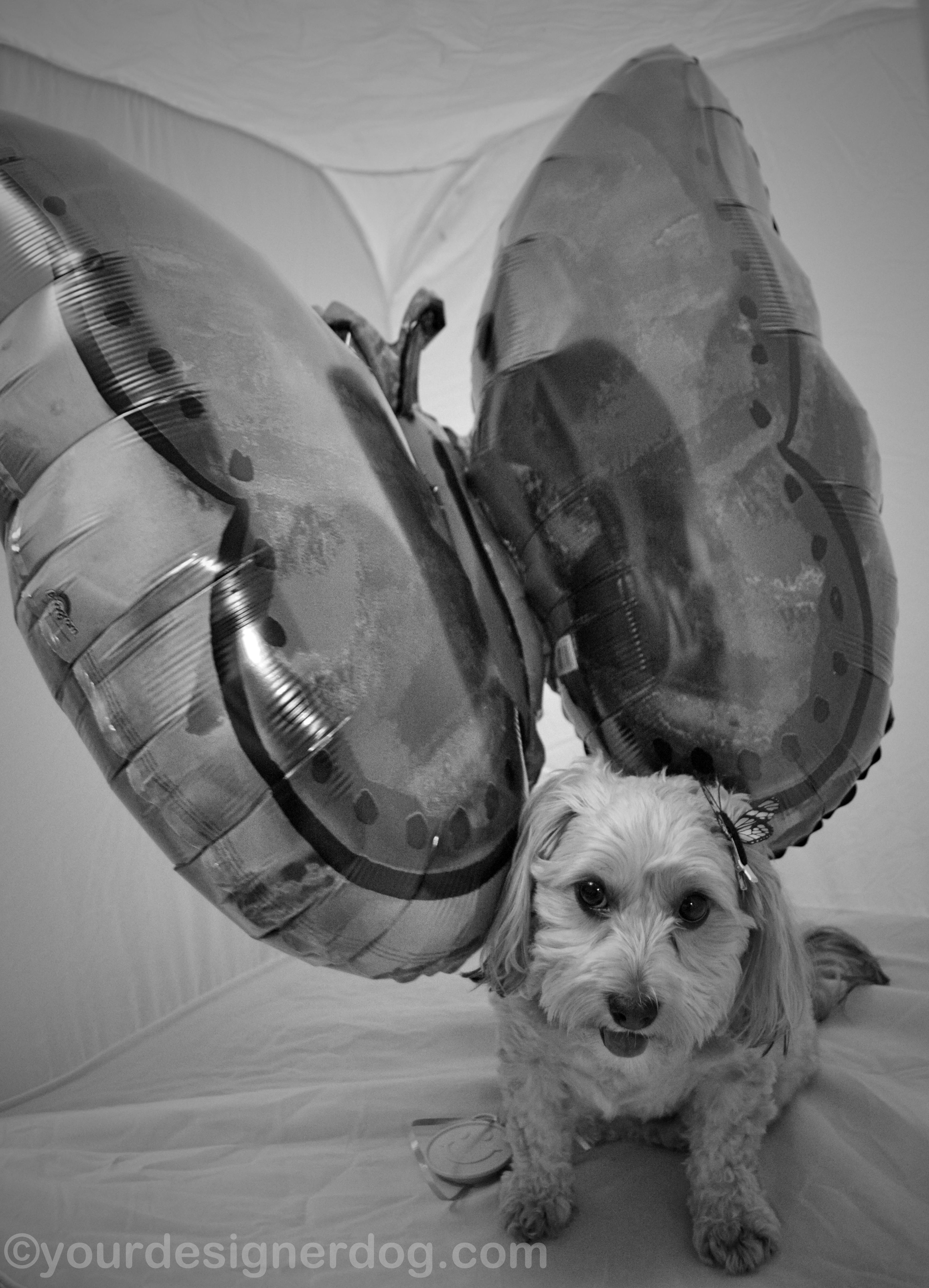 dogs, designer dogs, Yorkipoo, yorkie poo, black and white photography, butterfly