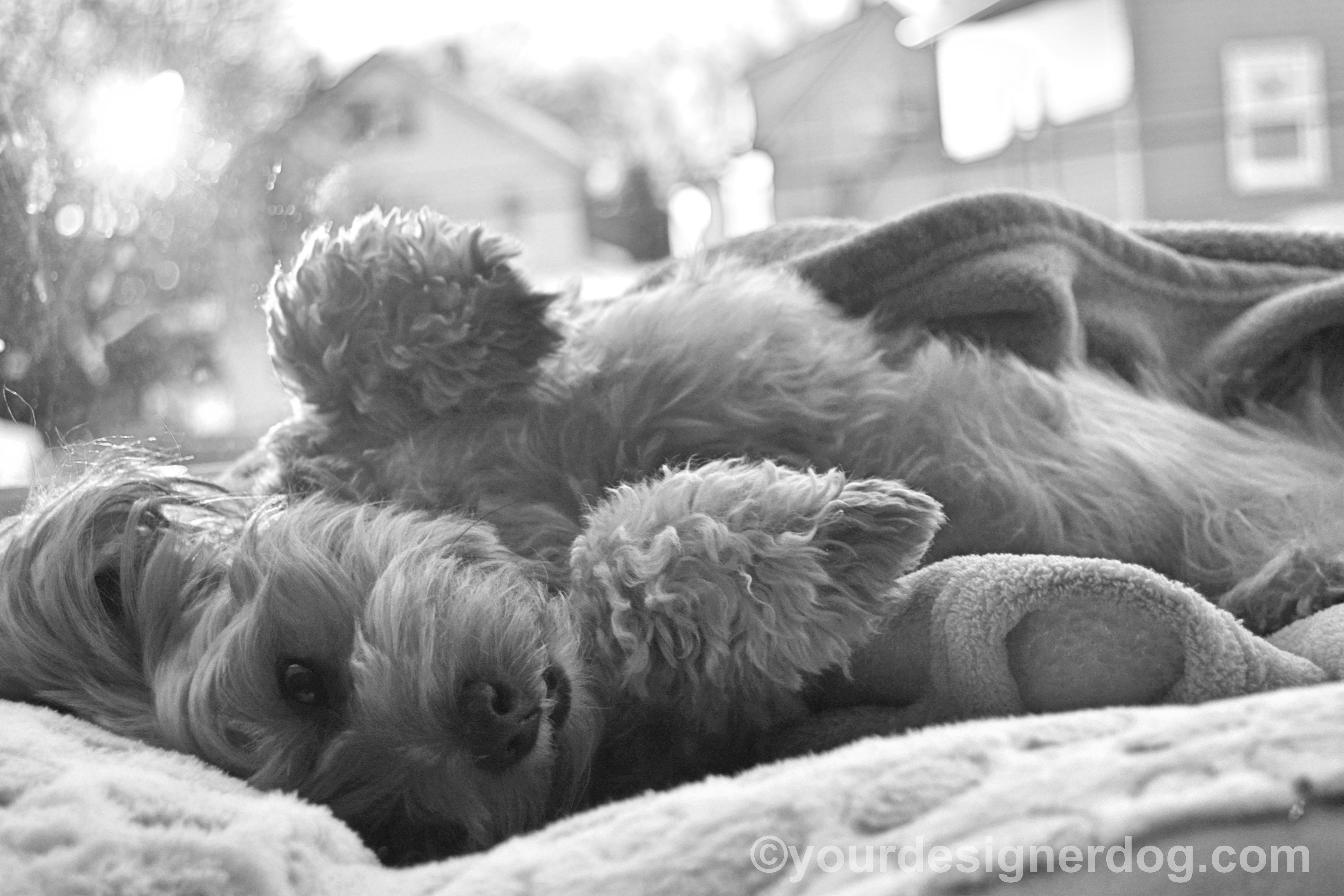 dogs, designer dogs, Yorkipoo, black and white photography, upside down