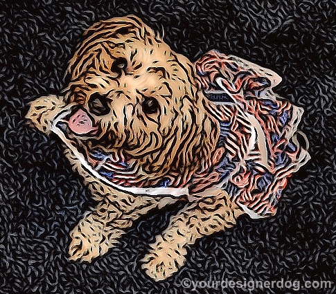 dogs, designer dogs, Yorkipoo, yorkie poo, dog smiling, dog dress, digital art, patriotic, flags