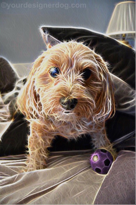 dogs, designer dogs, Yorkipoo, yorkie poo, digital art, pet portrait, sparkle, dog toy, squeaky ball