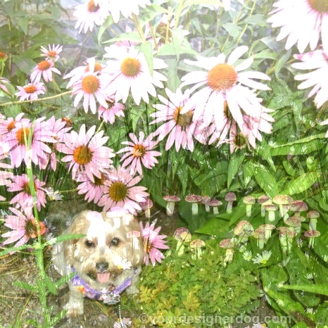 dogs, designer dogs, Yorkipoo, yorkie poo, dogs with flowers, wildflowers, digital art, dog smiling