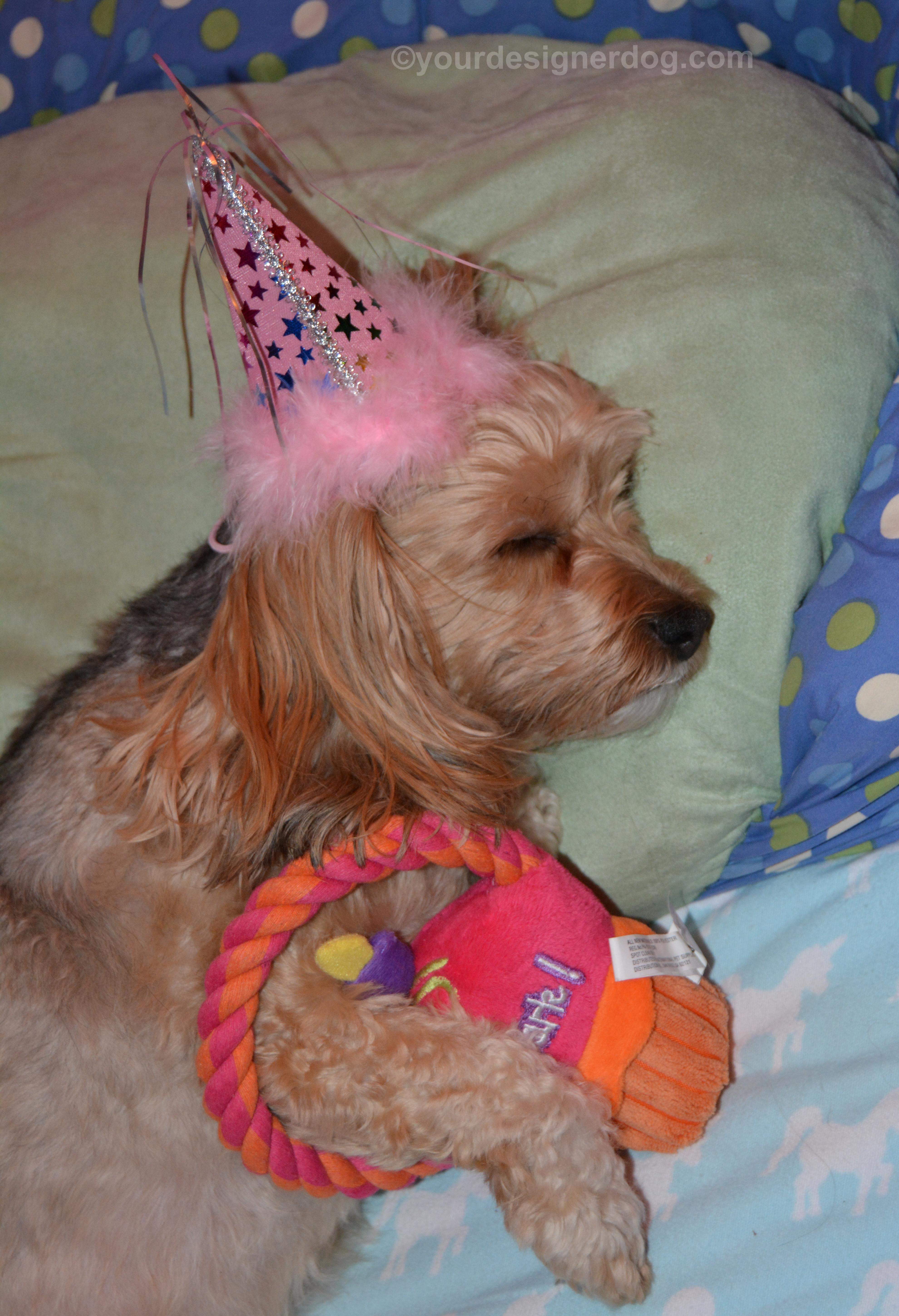 dogs, designer dogs, Yorkipoo, yorkie poo, birthday, sleepy puppy