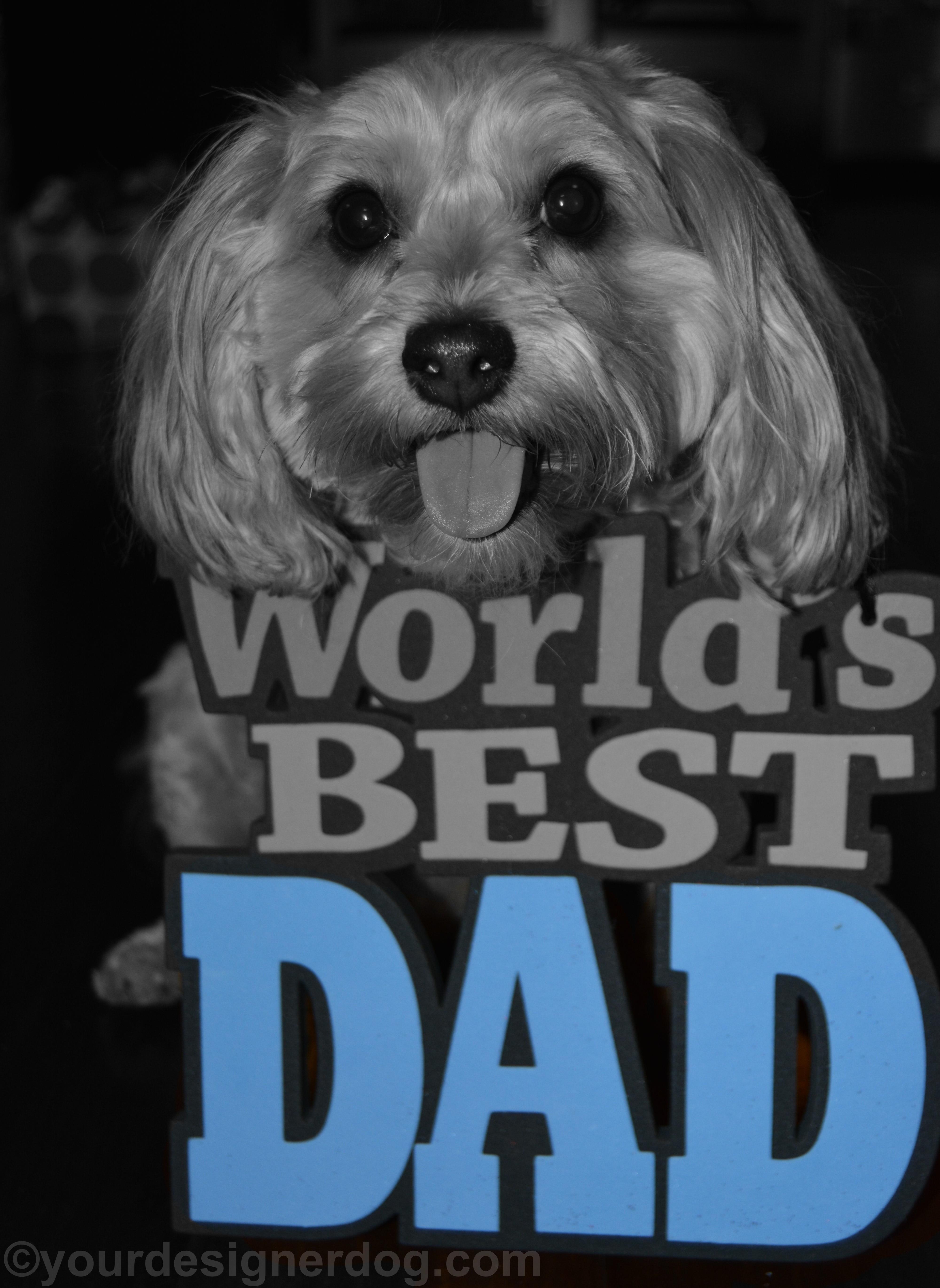 dogs, designer dogs, Yorkipoo, yorkie poo, dad, father's day, black and white photography, tongue out