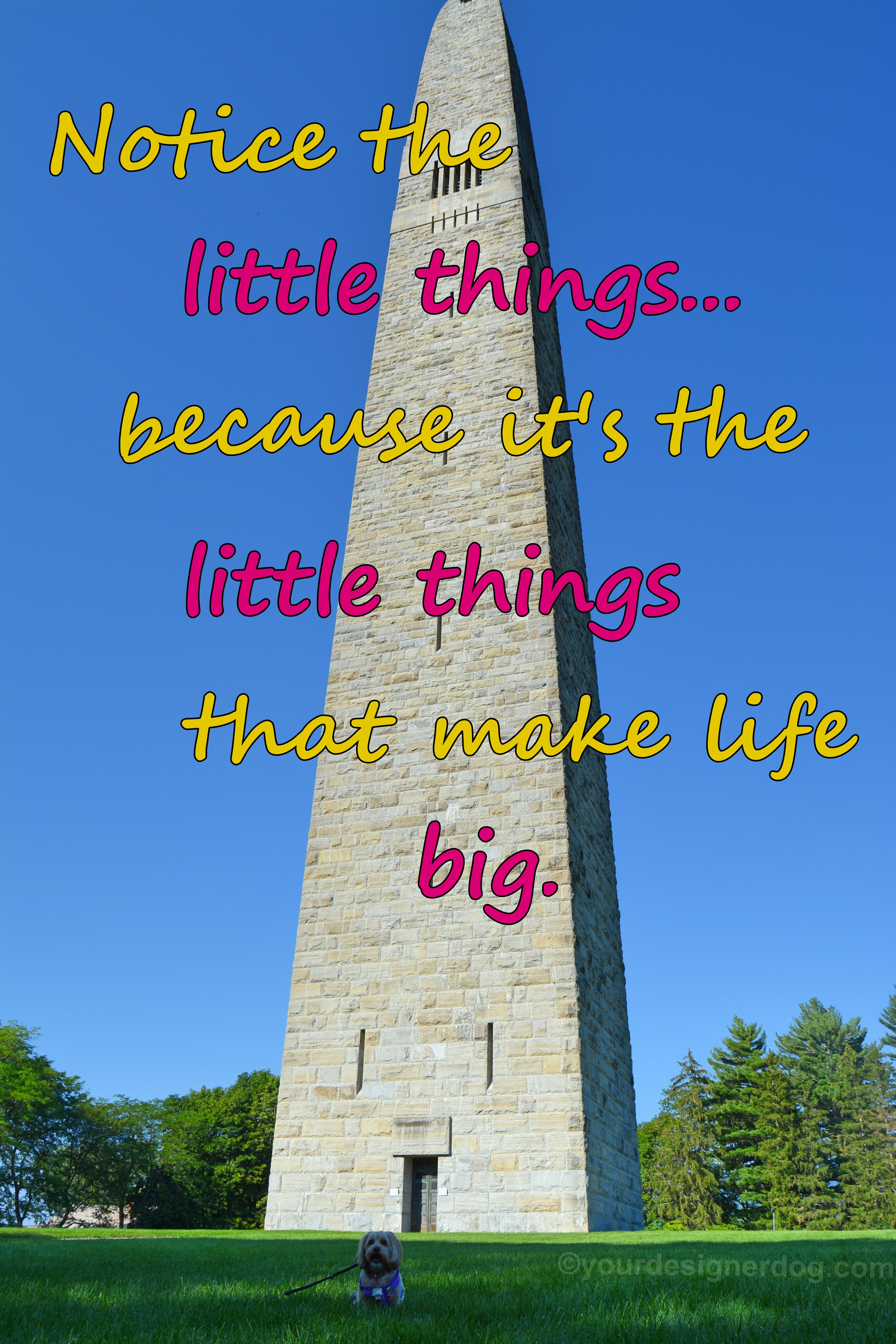 dogs, designer dogs, Yorkipoo, yorkie poo, little thing in life, monument
