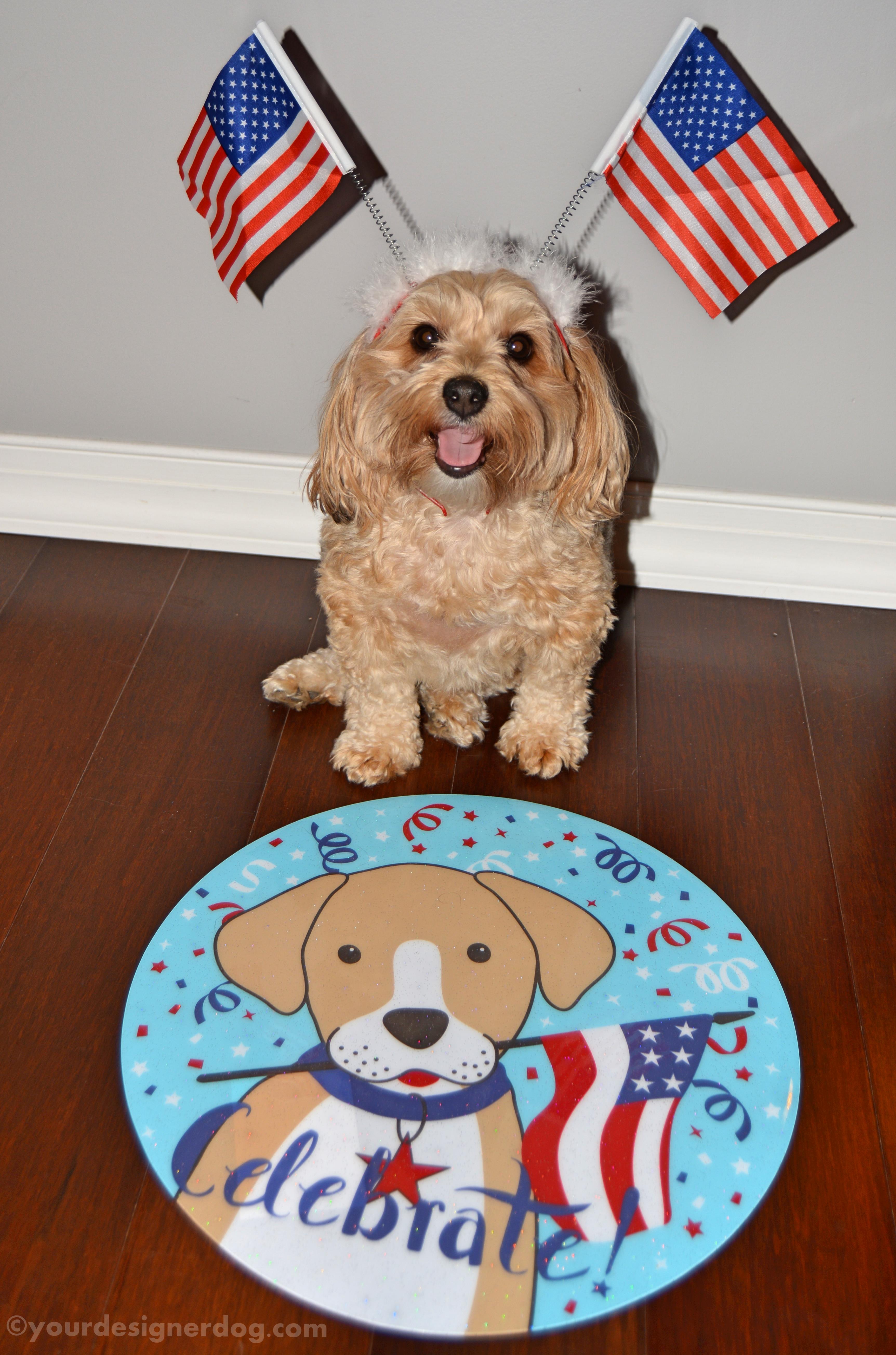 dogs, designer dogs, Yorkipoo, yorkie poo, flag, patriotic, america