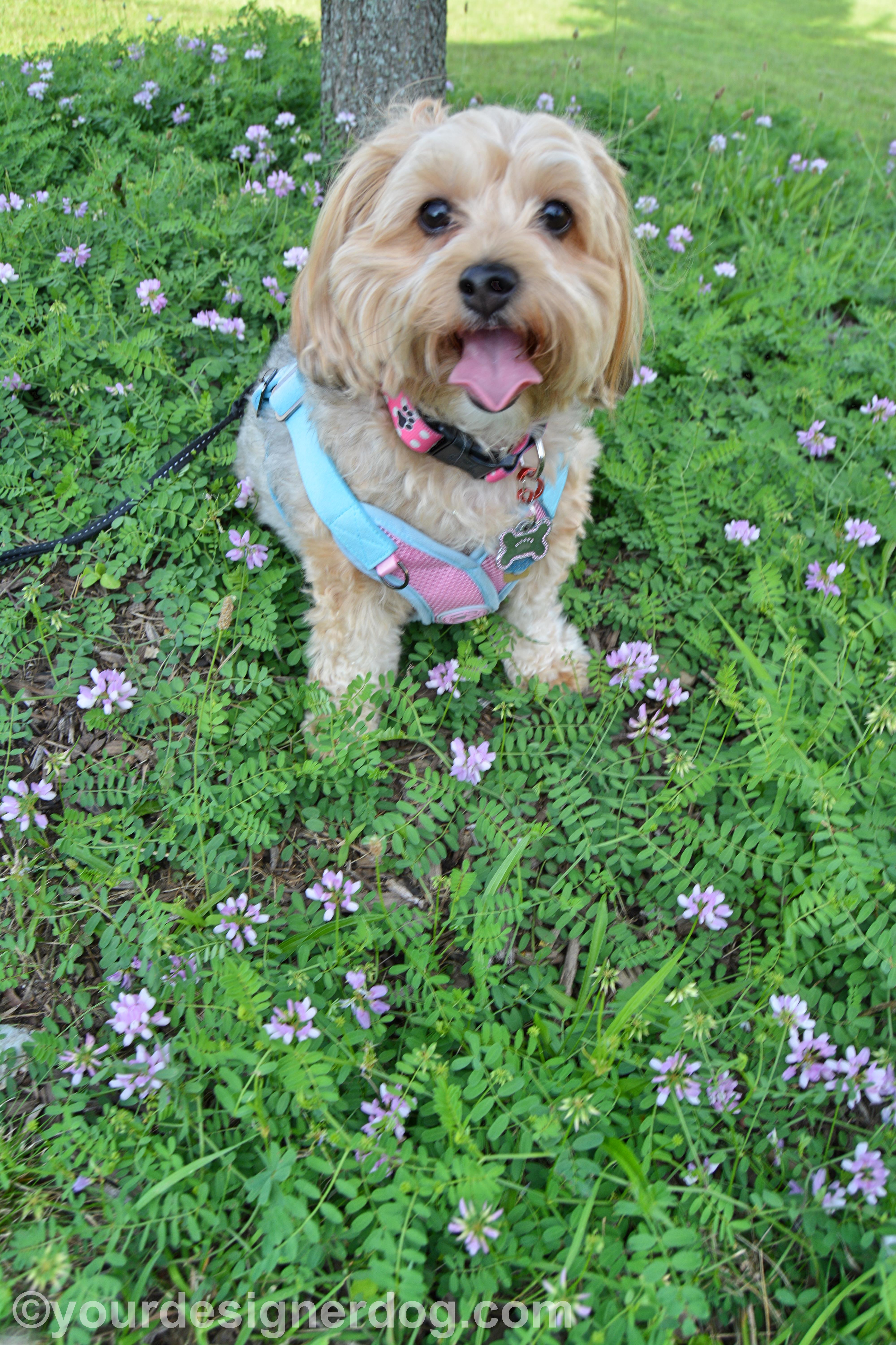 dogs, designer dogs, Yorkipoo, yorkie poo, tongue out, weeds, wildflowers