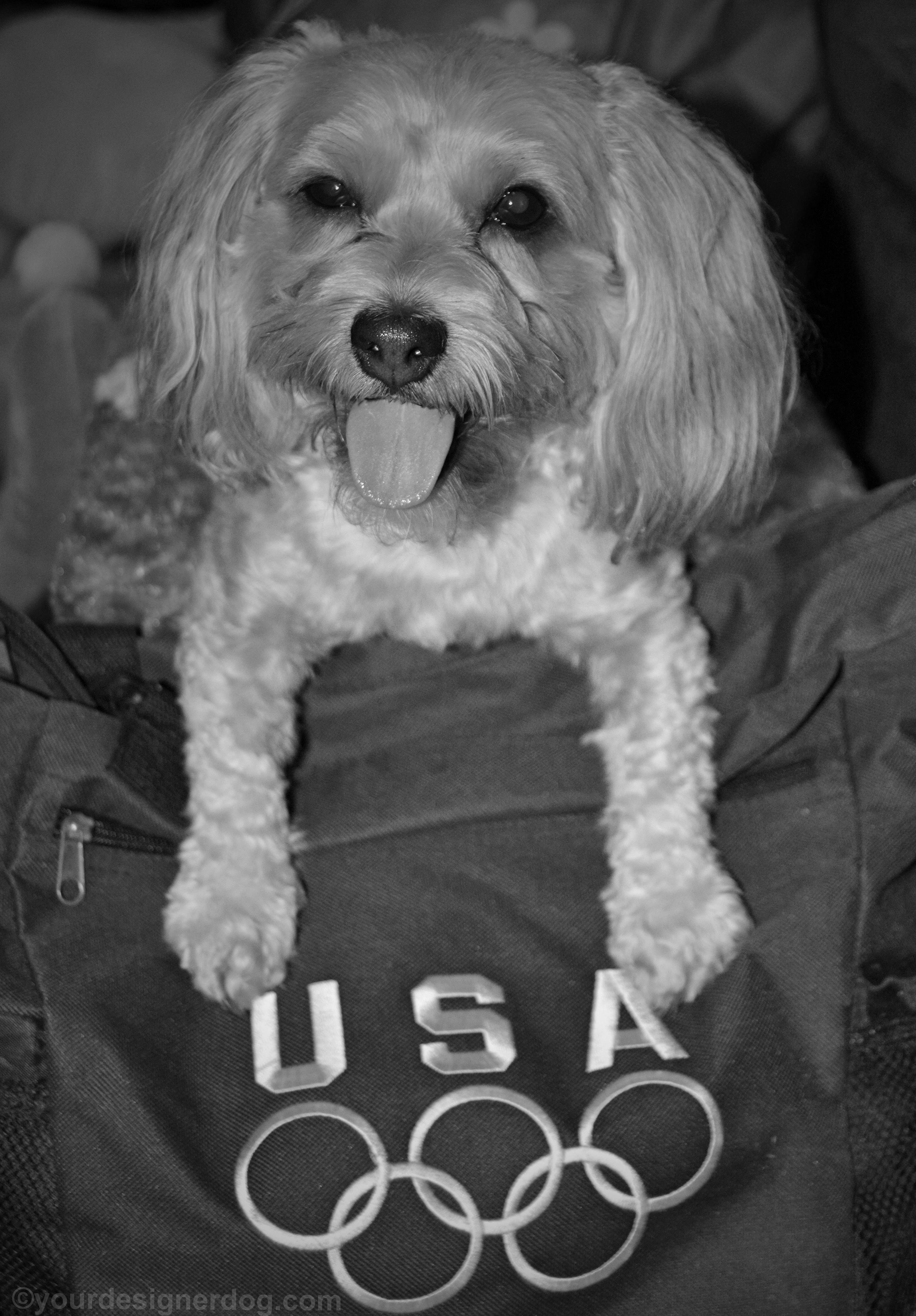 dogs, designer dogs, Yorkipoo, yorkie poo, black and white photography, usa, olympics