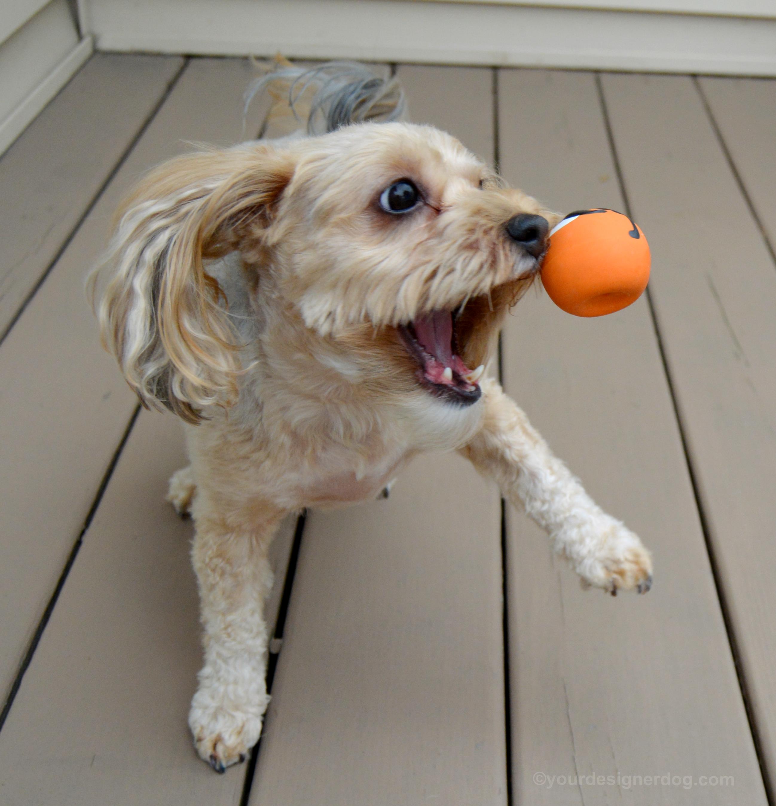 dogs, designer dogs, Yorkipoo, yorkie poo, catch, dog toy, keep your eyes on the ball