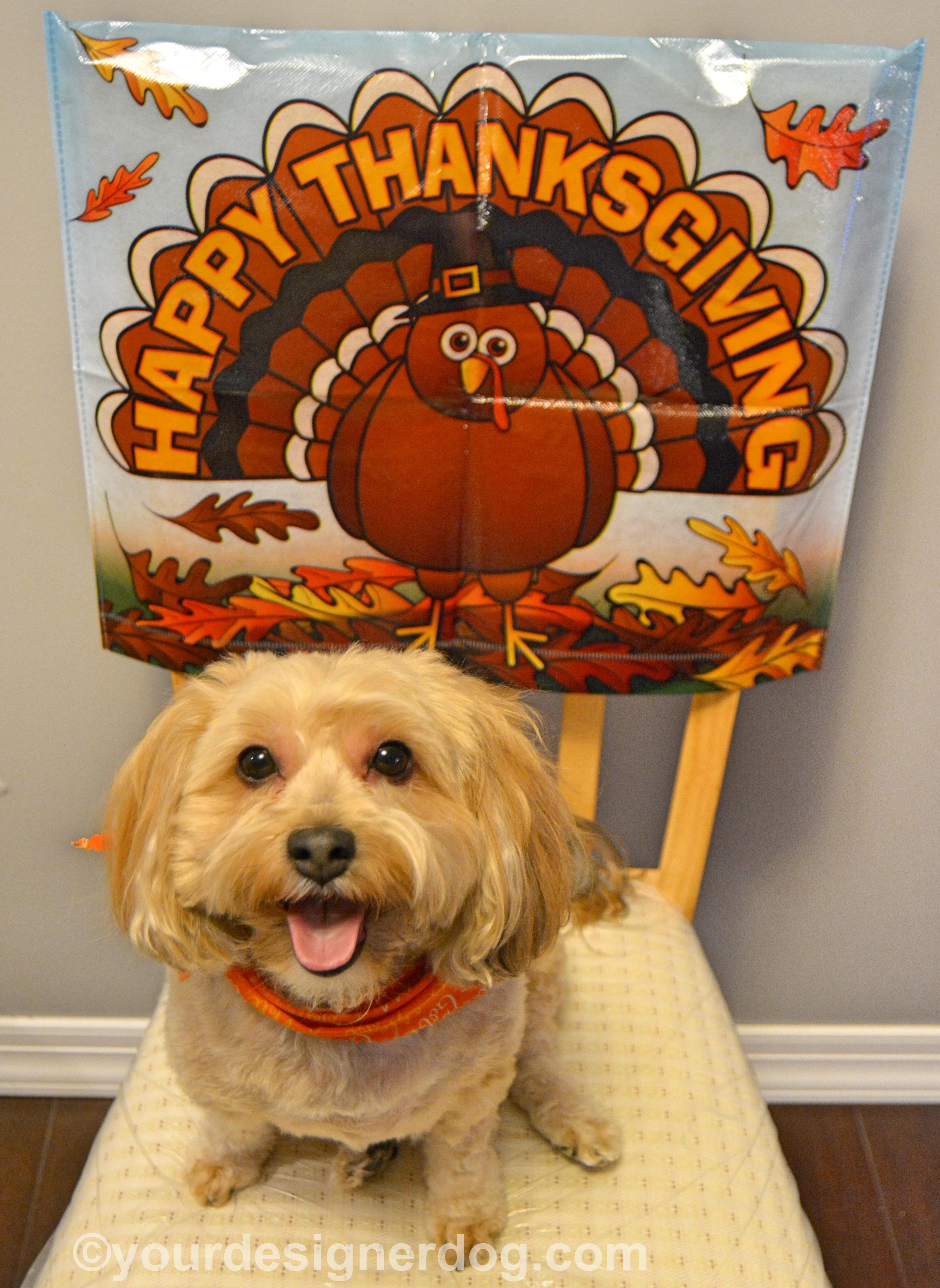 dogs, designer dogs, Yorkipoo, yorkie poo, thanksgiving, turkey