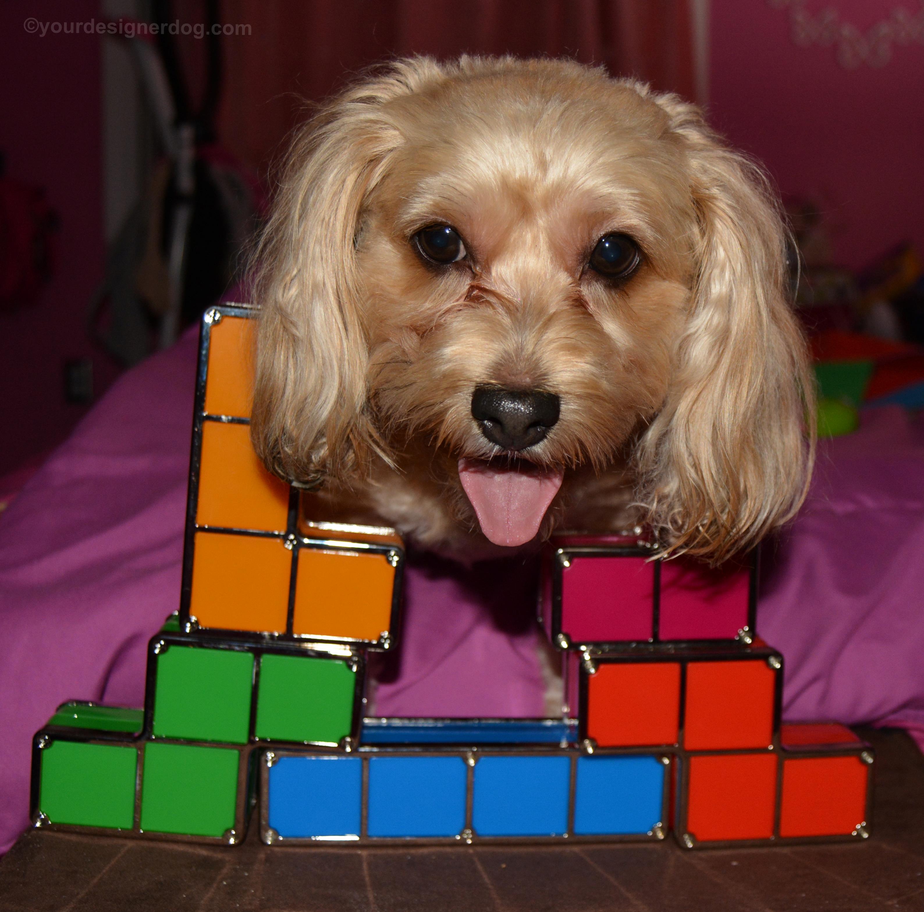 dogs, designer dogs, Yorkipoo, yorkie poo, tetris, tongue out