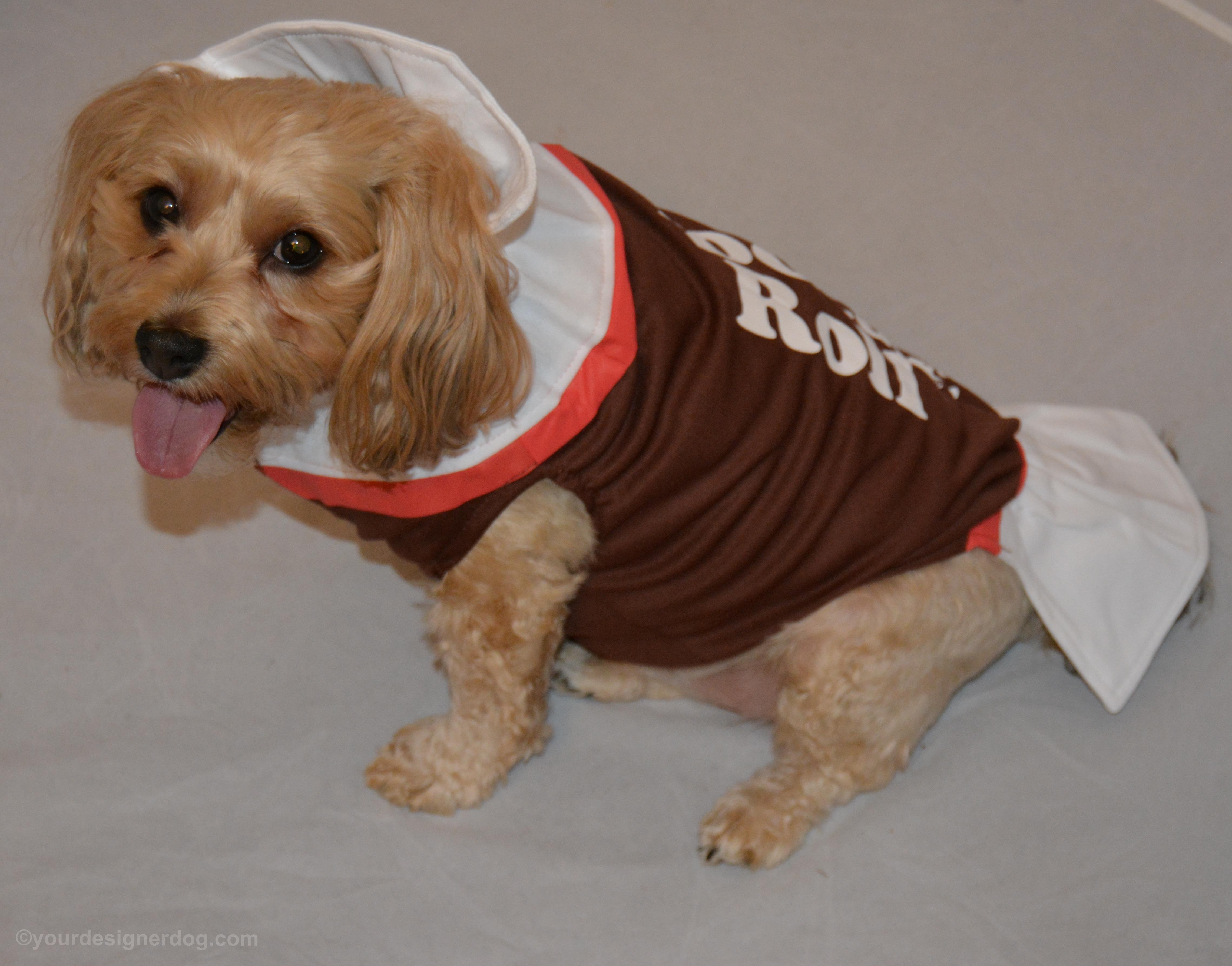 dogs, designer dogs, Yorkipoo, yorkie poo, tootsie roll, dog costume