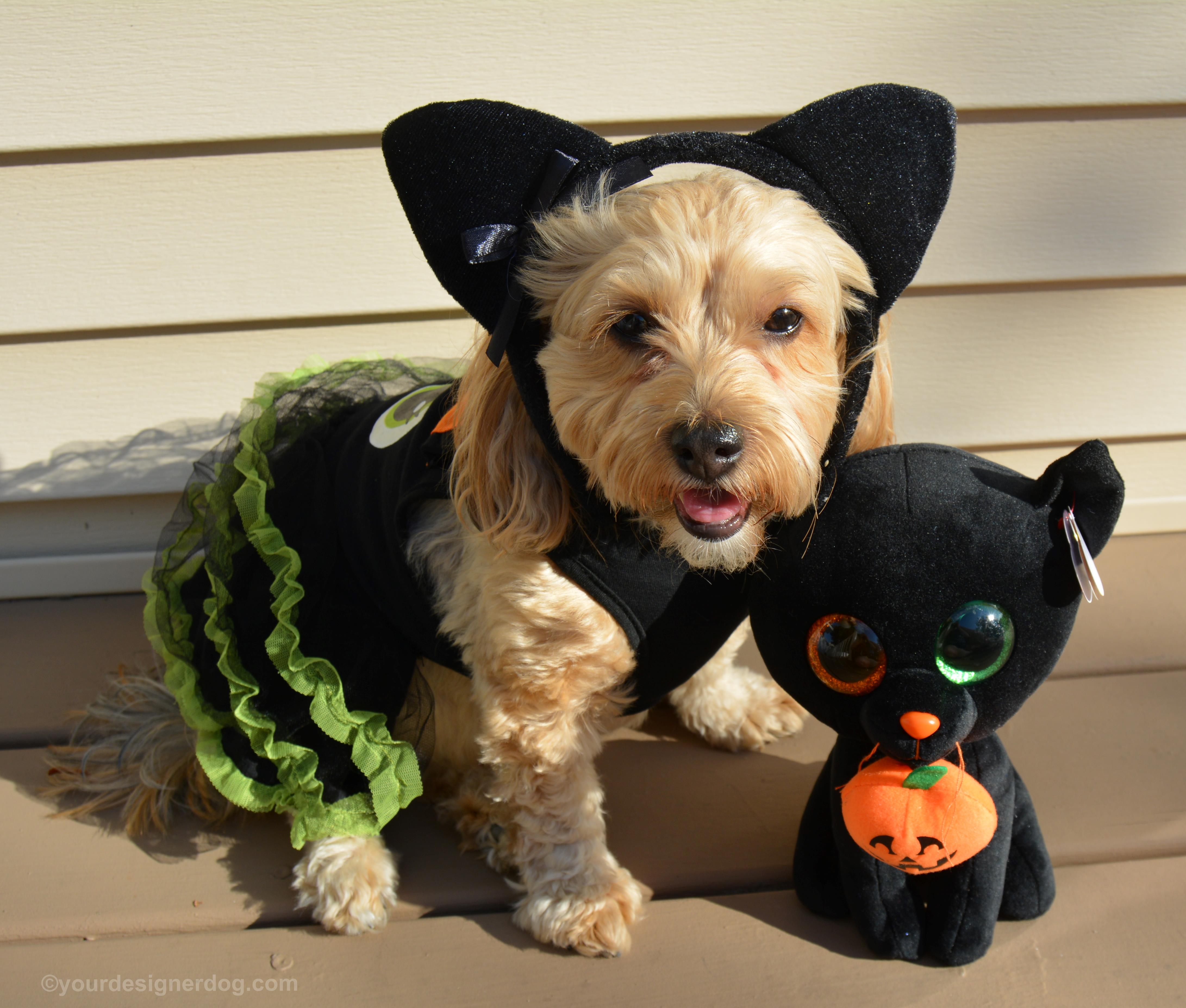 dogs, designer dogs, Yorkipoo, yorkie poo, black cat, dog costume, halloween