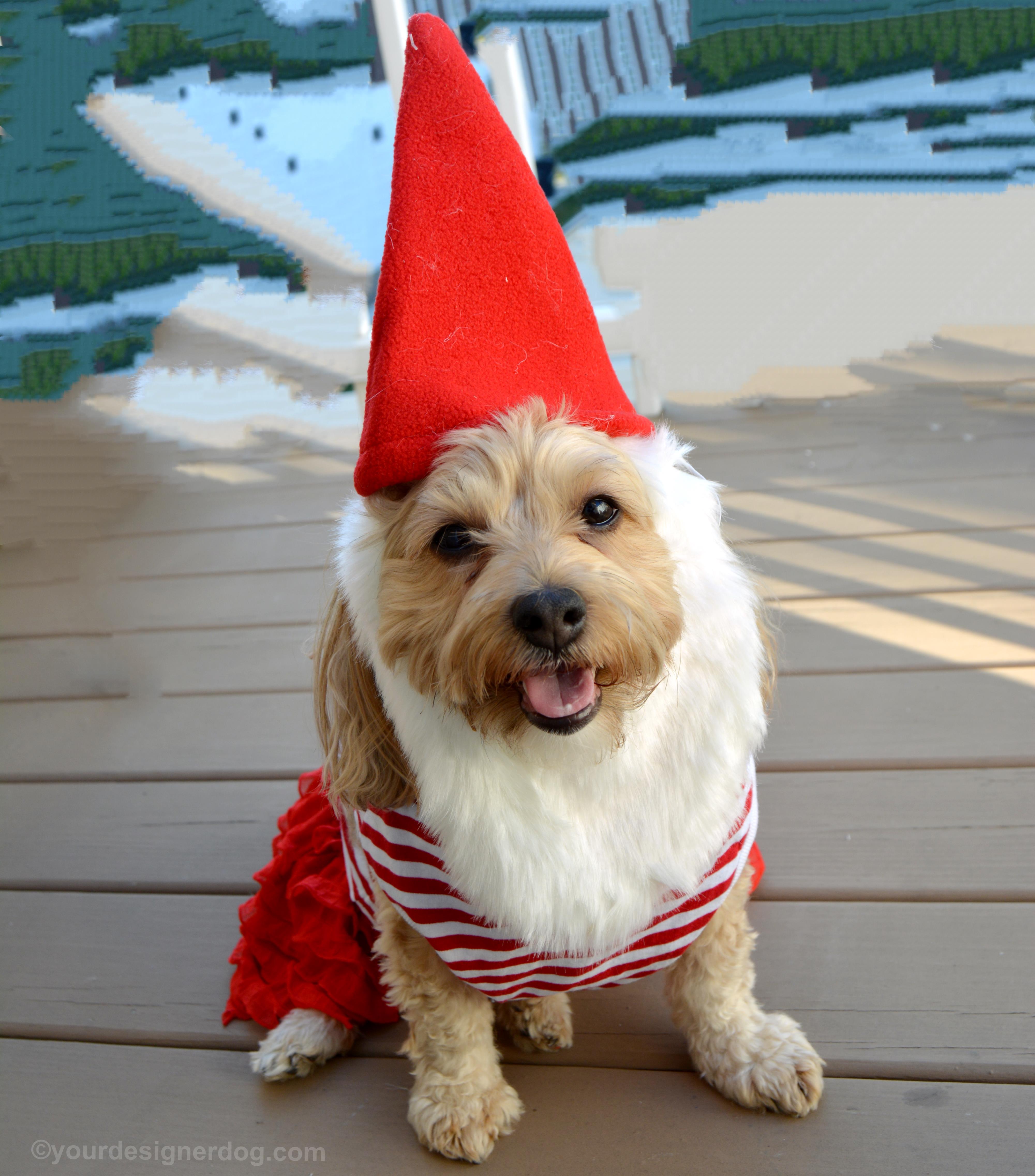 dogs, designer dogs, Yorkipoo, yorkie poo, gnome, dog costume