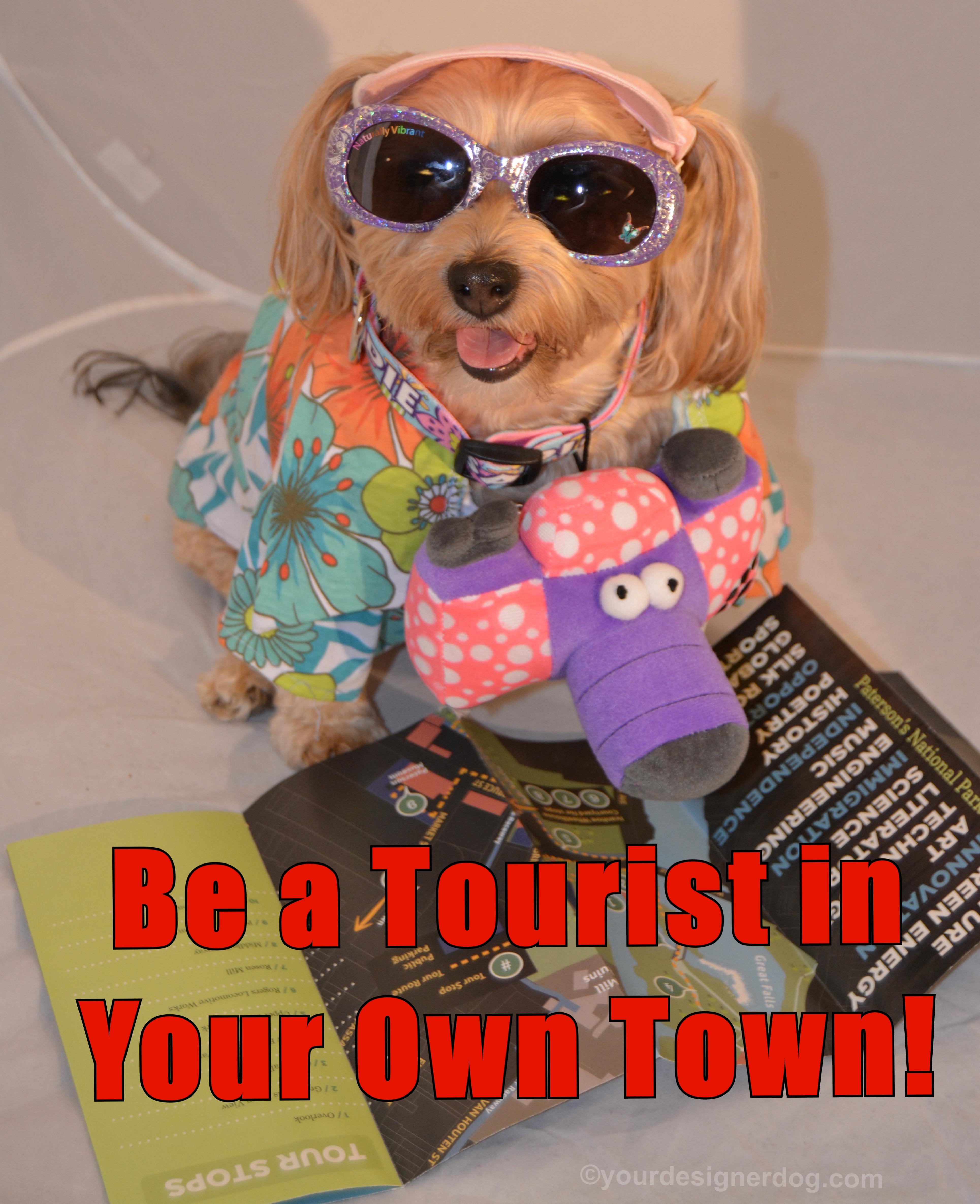 dogs, designer dogs, Yorkipoo, yorkie poo, tourist, tacky, camera, sunglasses
