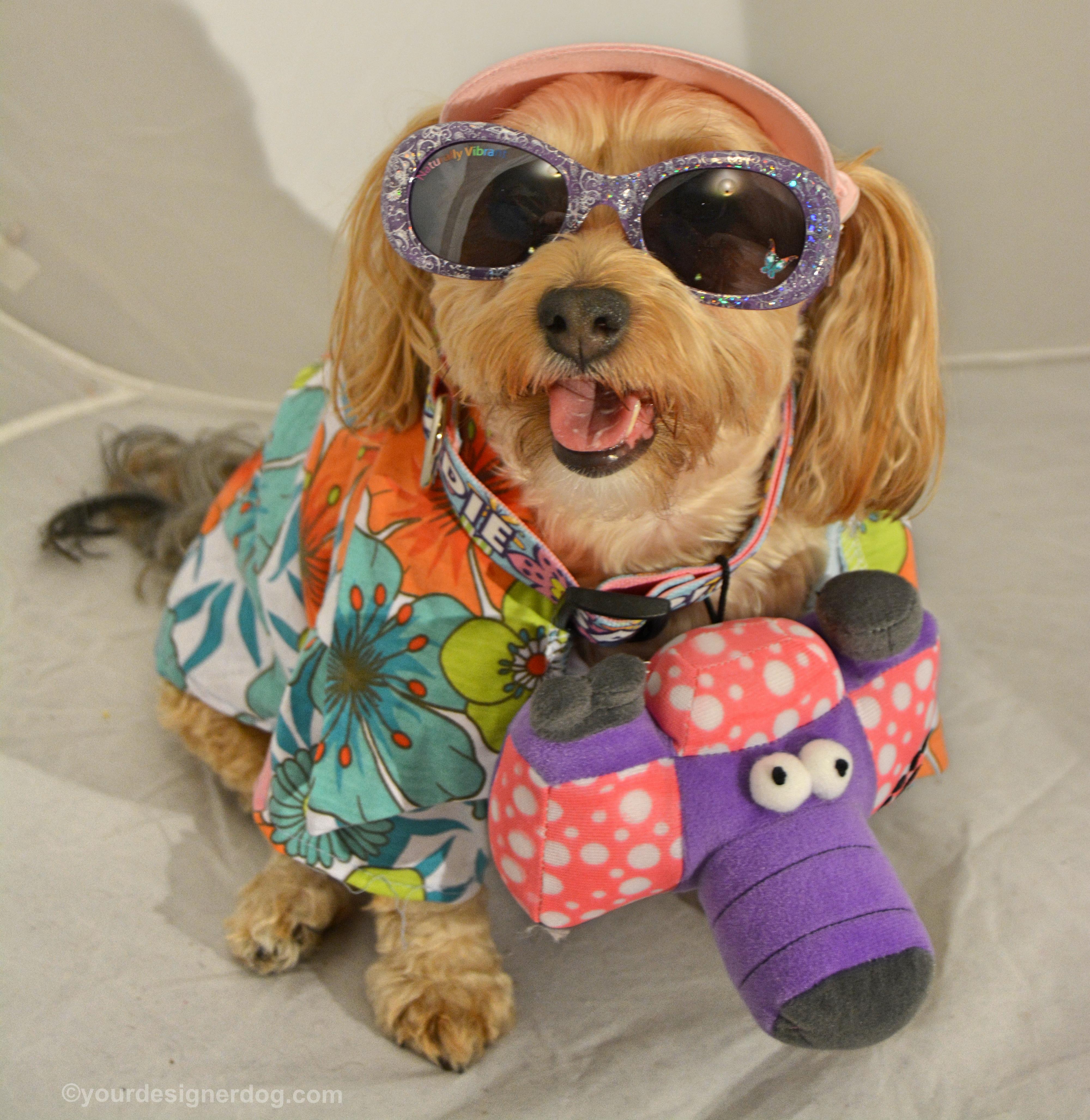 dogs, designer dogs, Yorkipoo, yorkie poo, tourist, tacky, camera, sunglasses