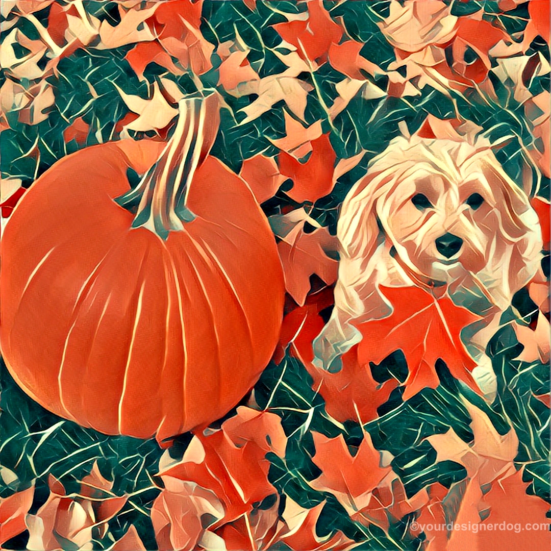 dogs, designer dogs, Yorkipoo, yorkie poo, pumpkin, leaves, fall, pet portrait, digital art