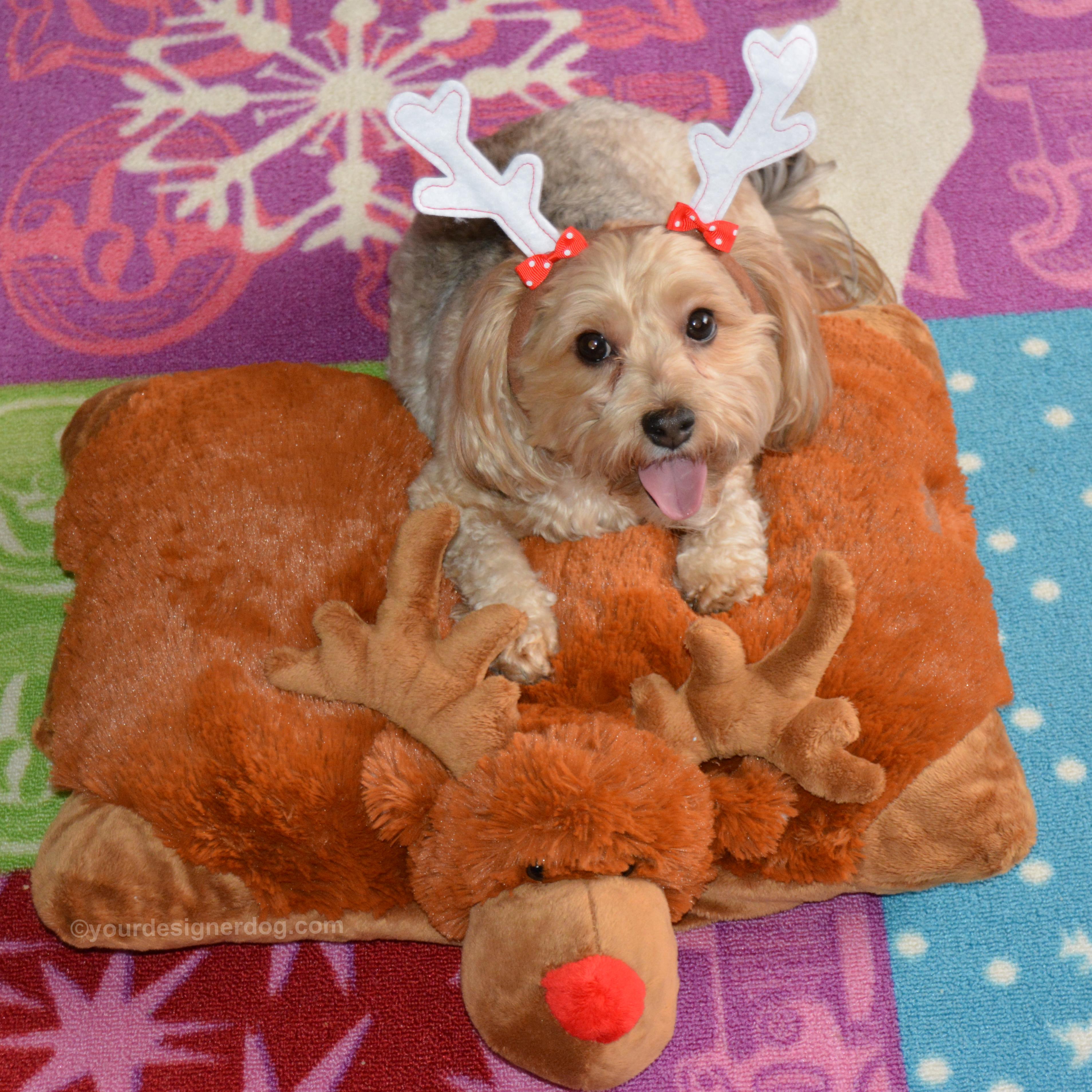 dogs, designer dogs, Yorkipoo, yorkie poo, reindeer, tongue out