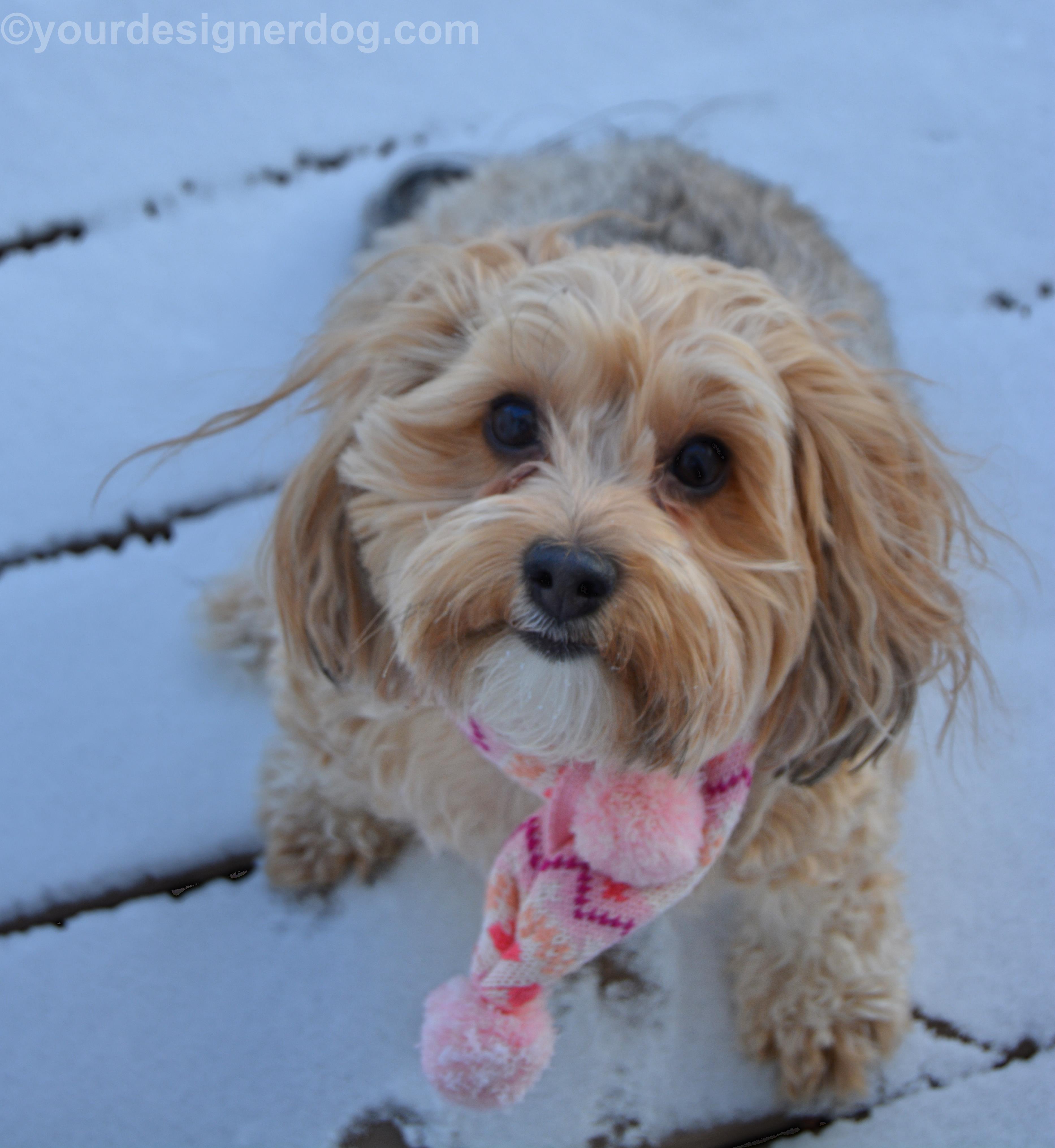 dogs, designer dogs, Yorkipoo, yorkie poo, winter, snow, scarf, selfie