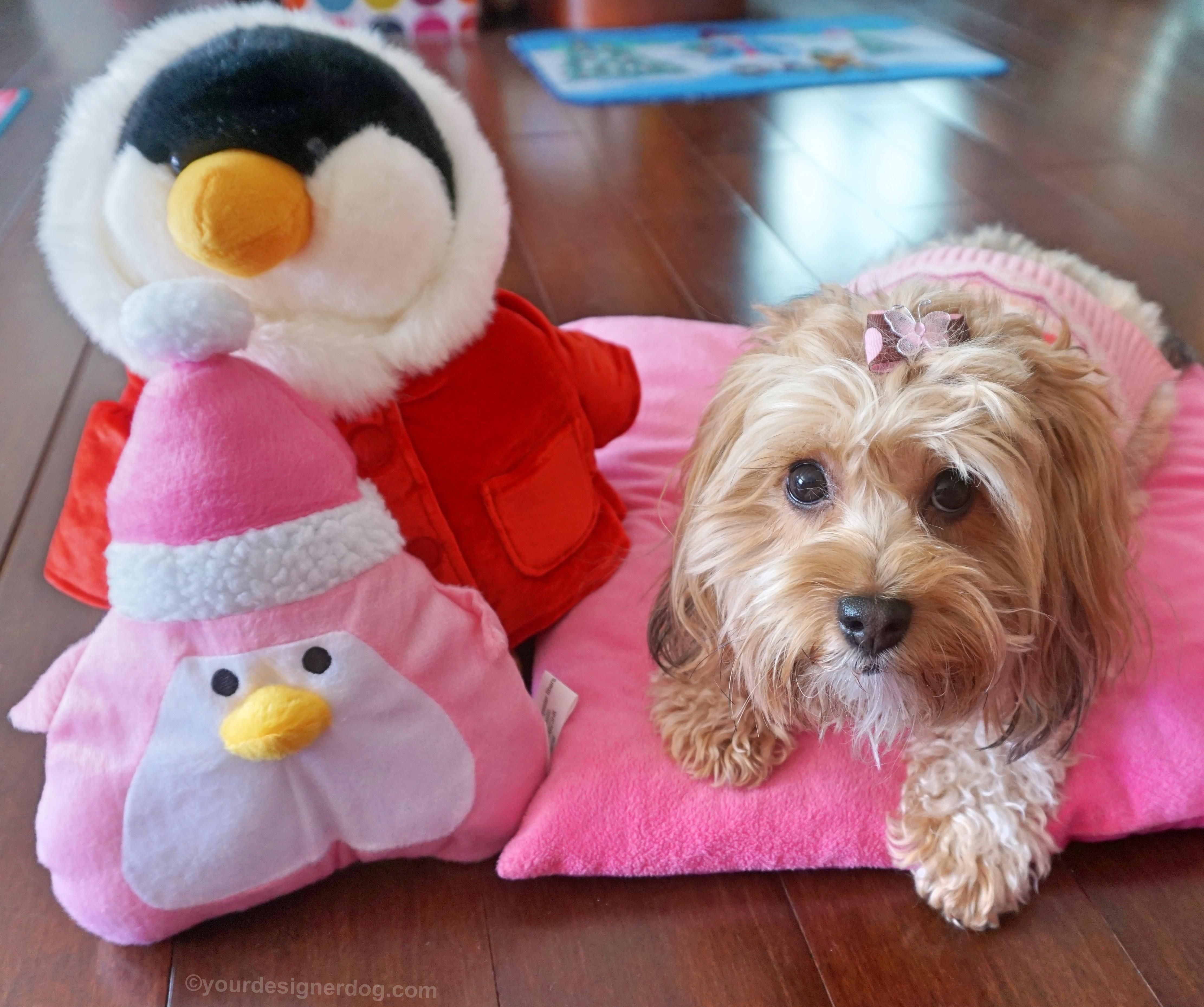 dogs, designer dogs, Yorkipoo, yorkie poo, penguins, dog sweater, dog bow, winter