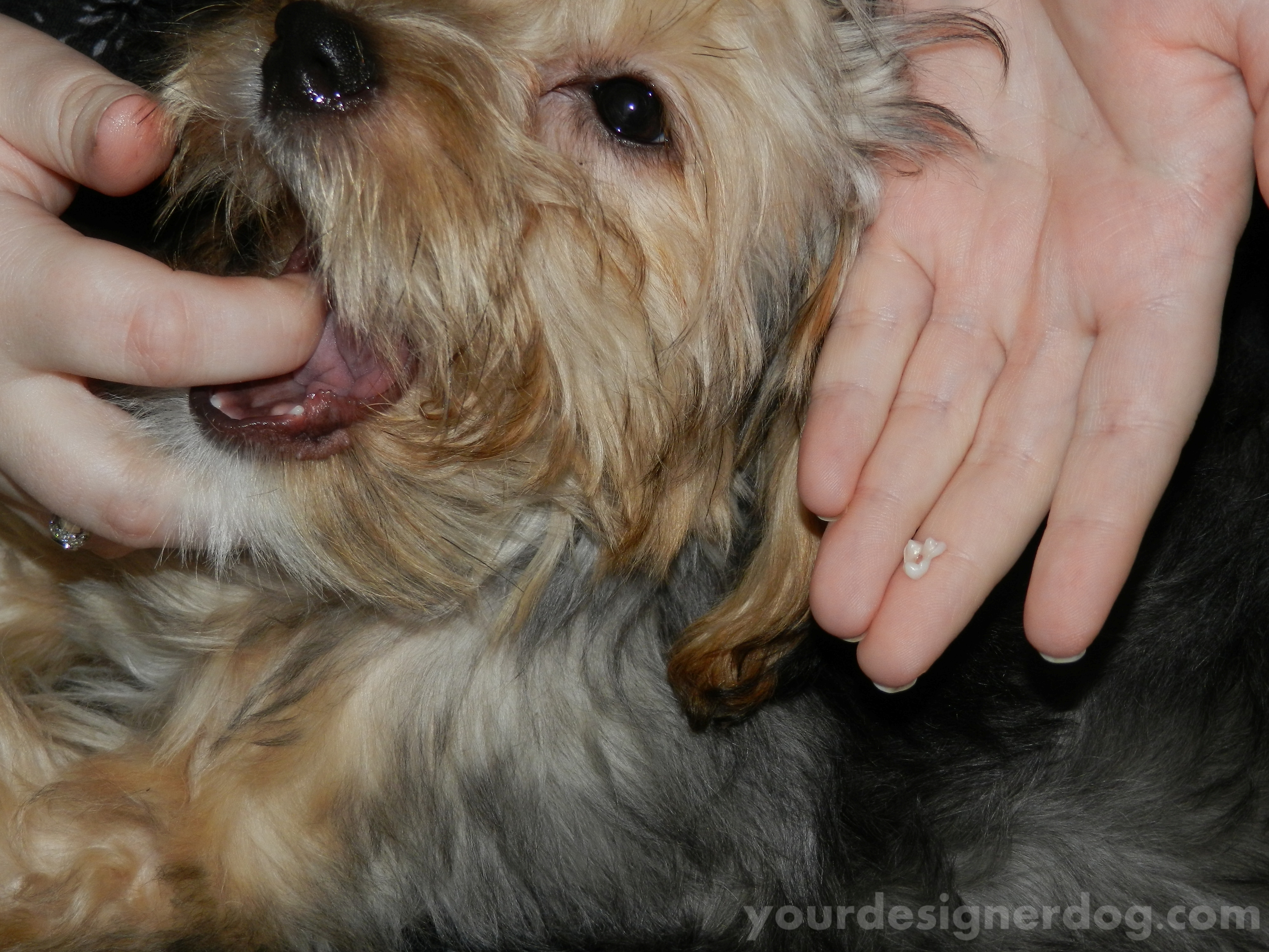 dogs, designer dogs, Yorkipoo, yorkie poo, lost tooth, baby teeth