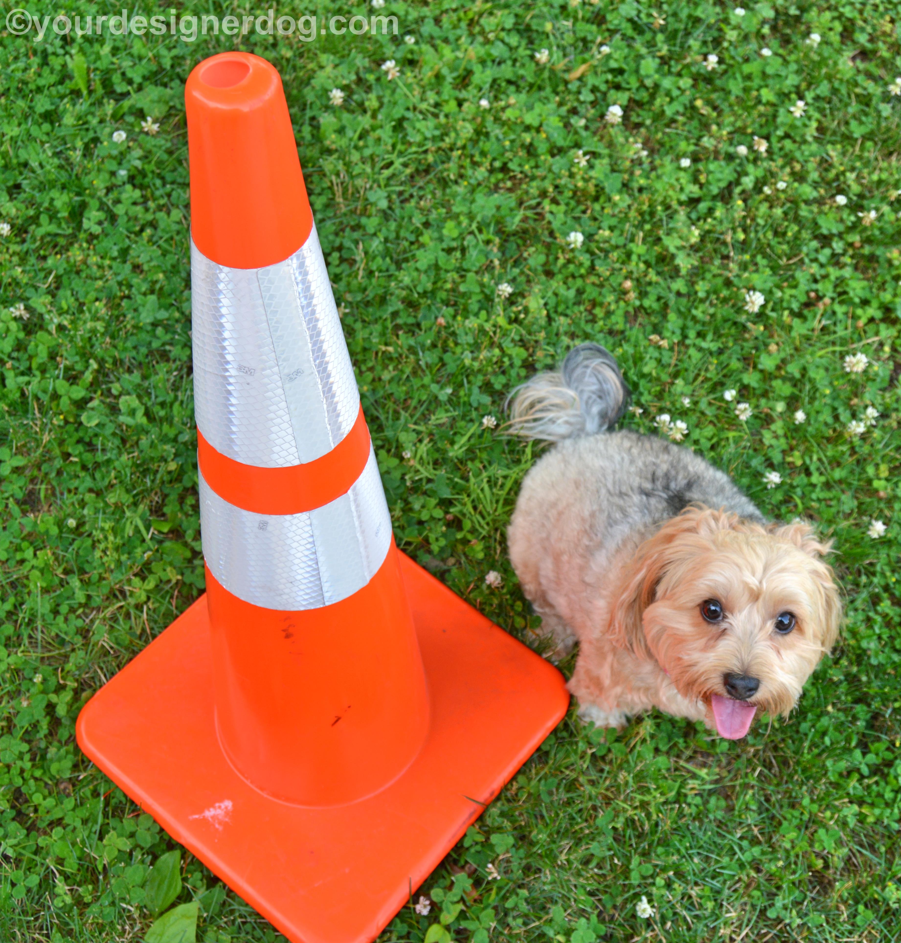 dogs, designer dogs, Yorkipoo, yorkie poo, traffic cone, tongue out, dog smiling