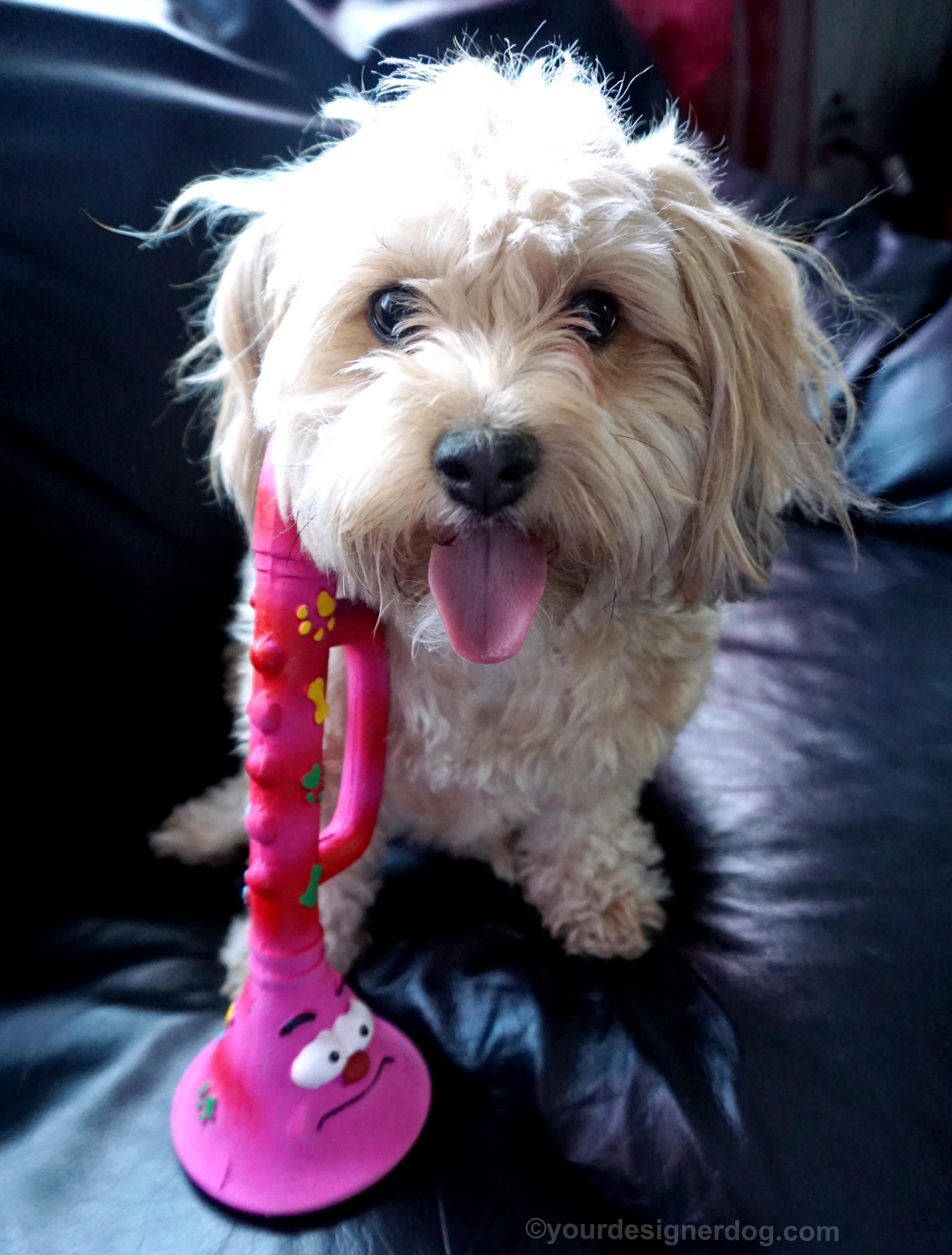 dogs, designer dogs, Yorkipoo, yorkie poo, tongue out, dog toy, squeaky toy, trumpet