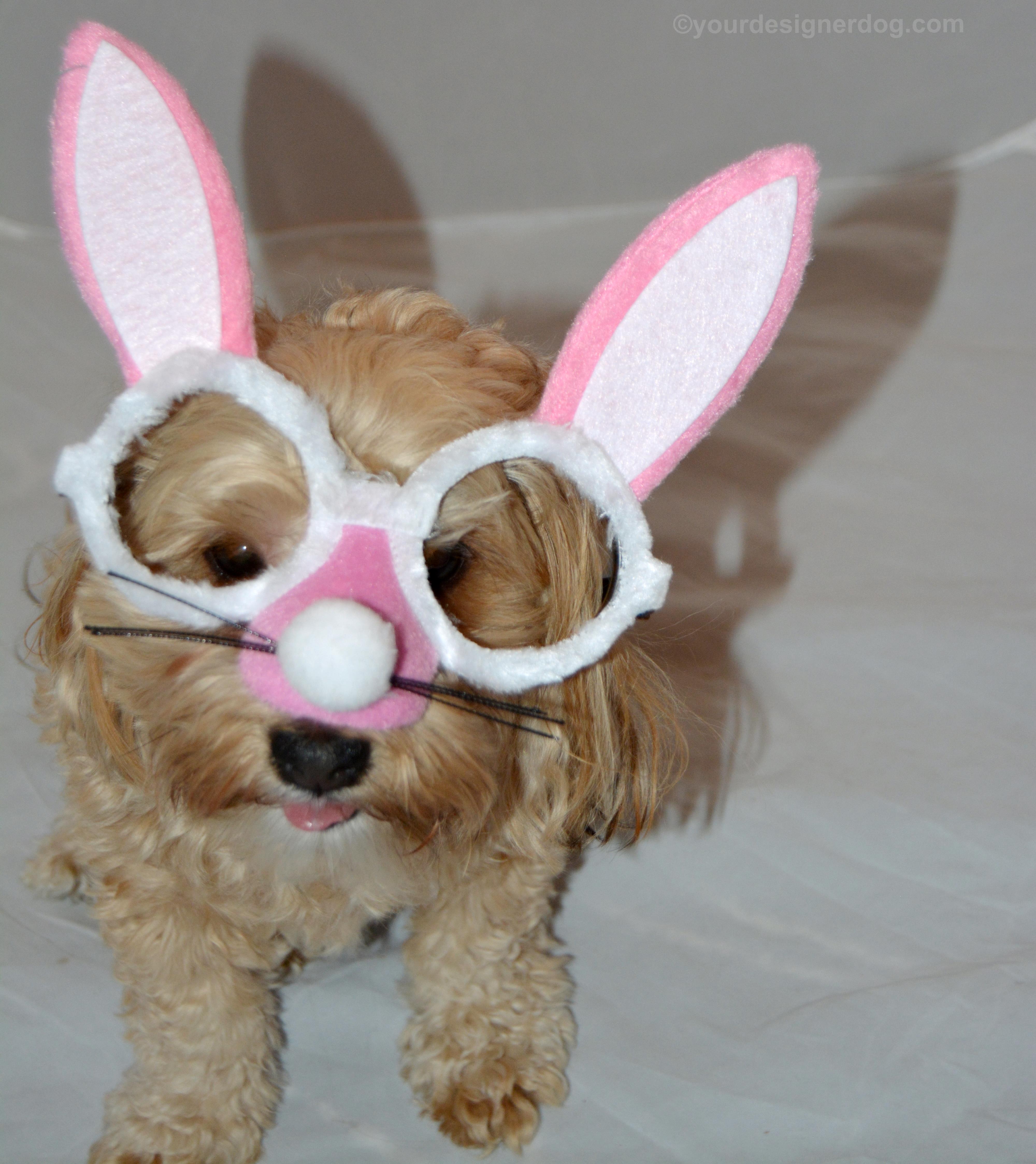 dogs, designer dogs, Yorkipoo, yorkie poo, easter bunny, bunny costume