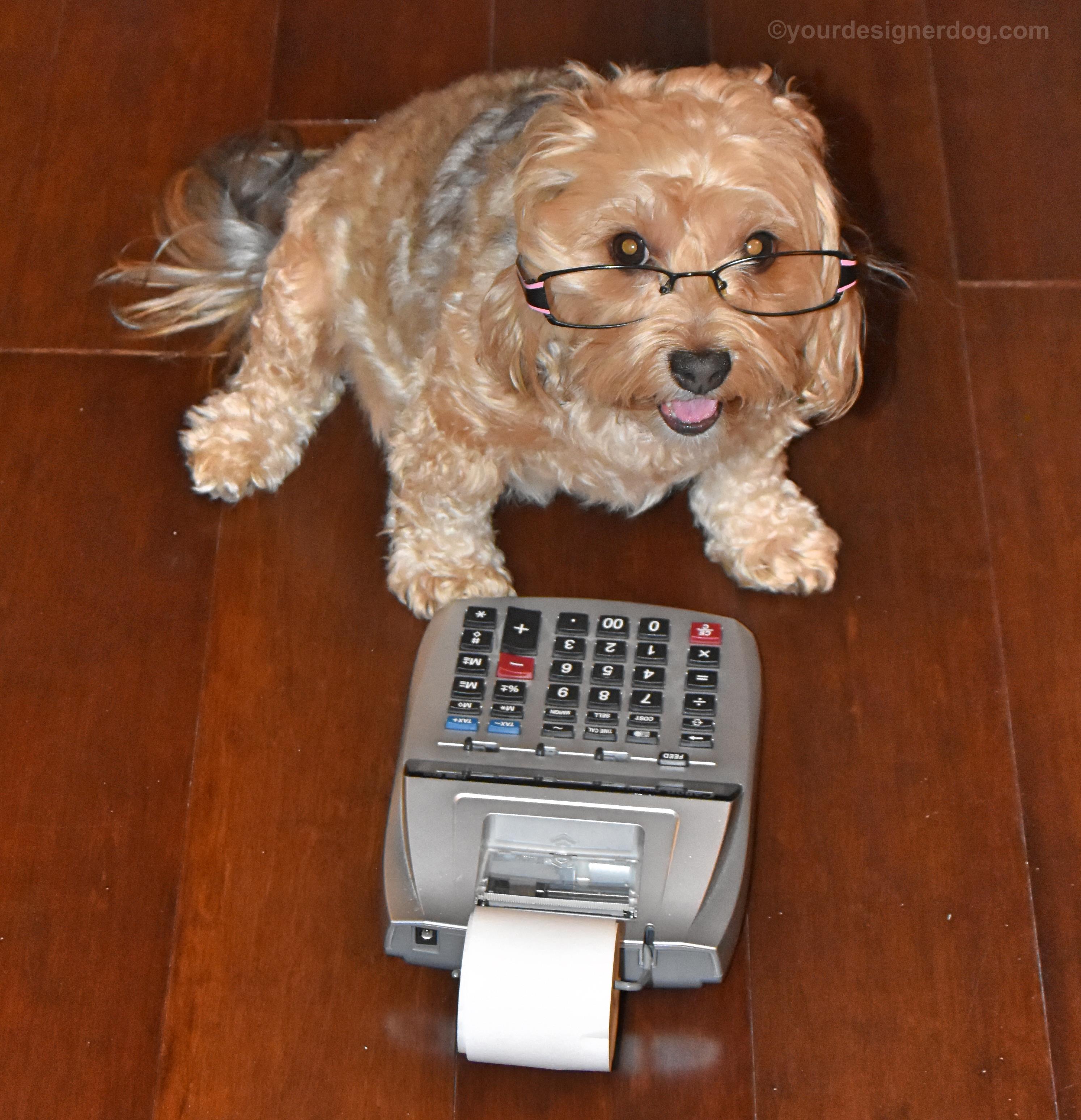 dogs, designer dogs, Yorkipoo, yorkie poo, taxes, dog wearing glasses, tongue out, adding machine