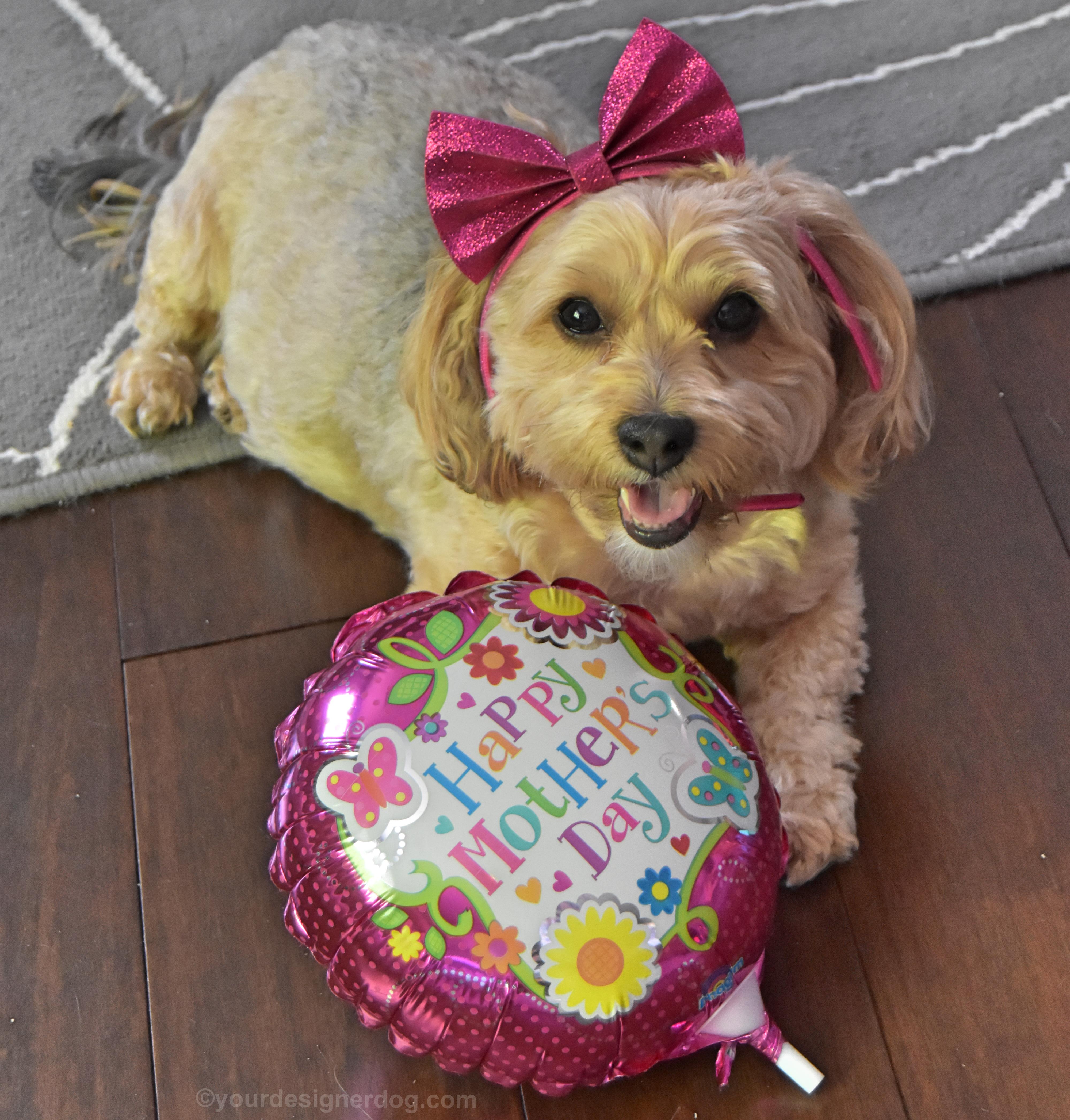dogs, designer dogs, yorkipoo, yorkie poo, mother's day, balloon