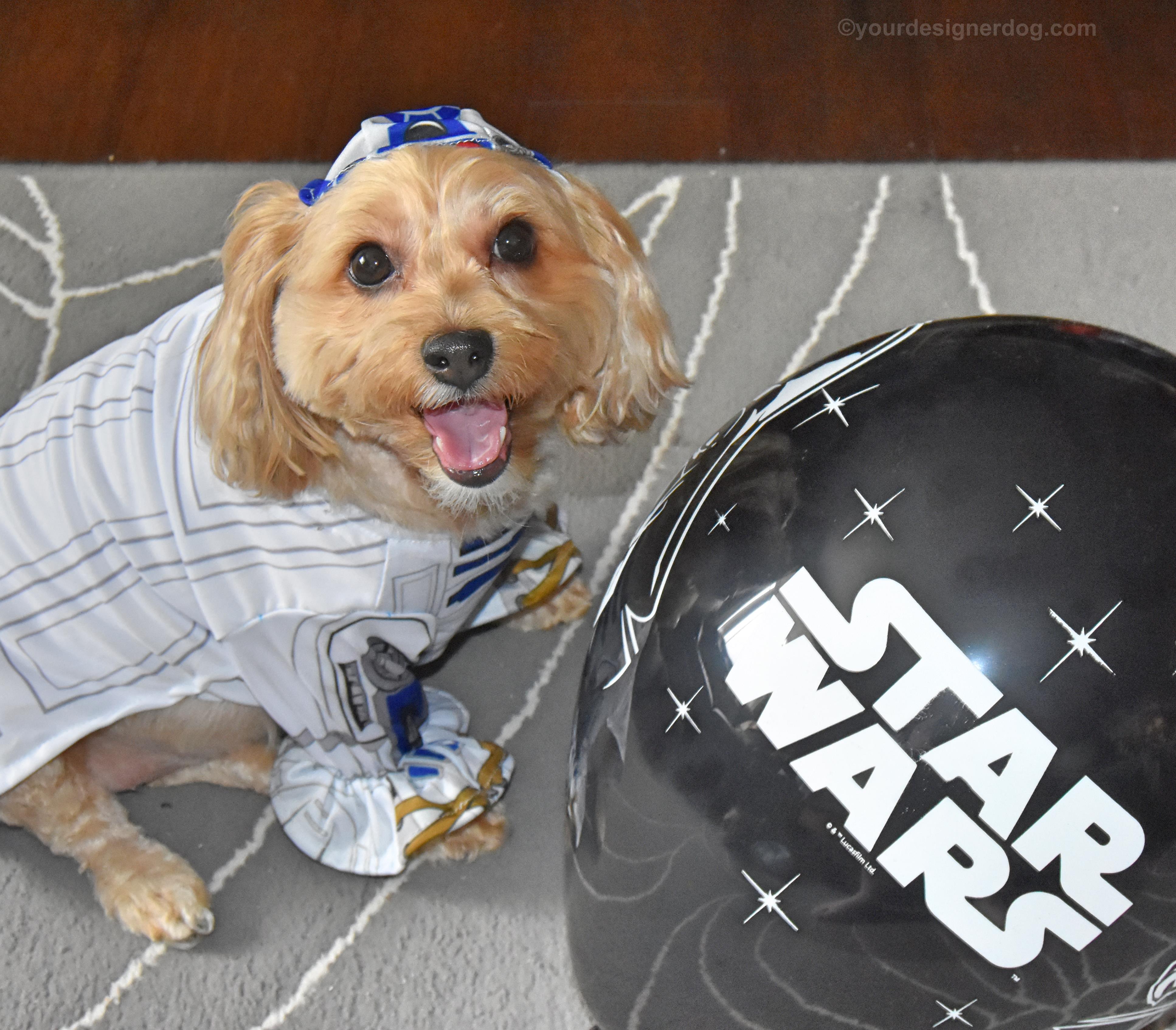 dogs, designer dogs, Yorkipoo, yorkie poo, R2D2, Star Wars, balloons, tongue out