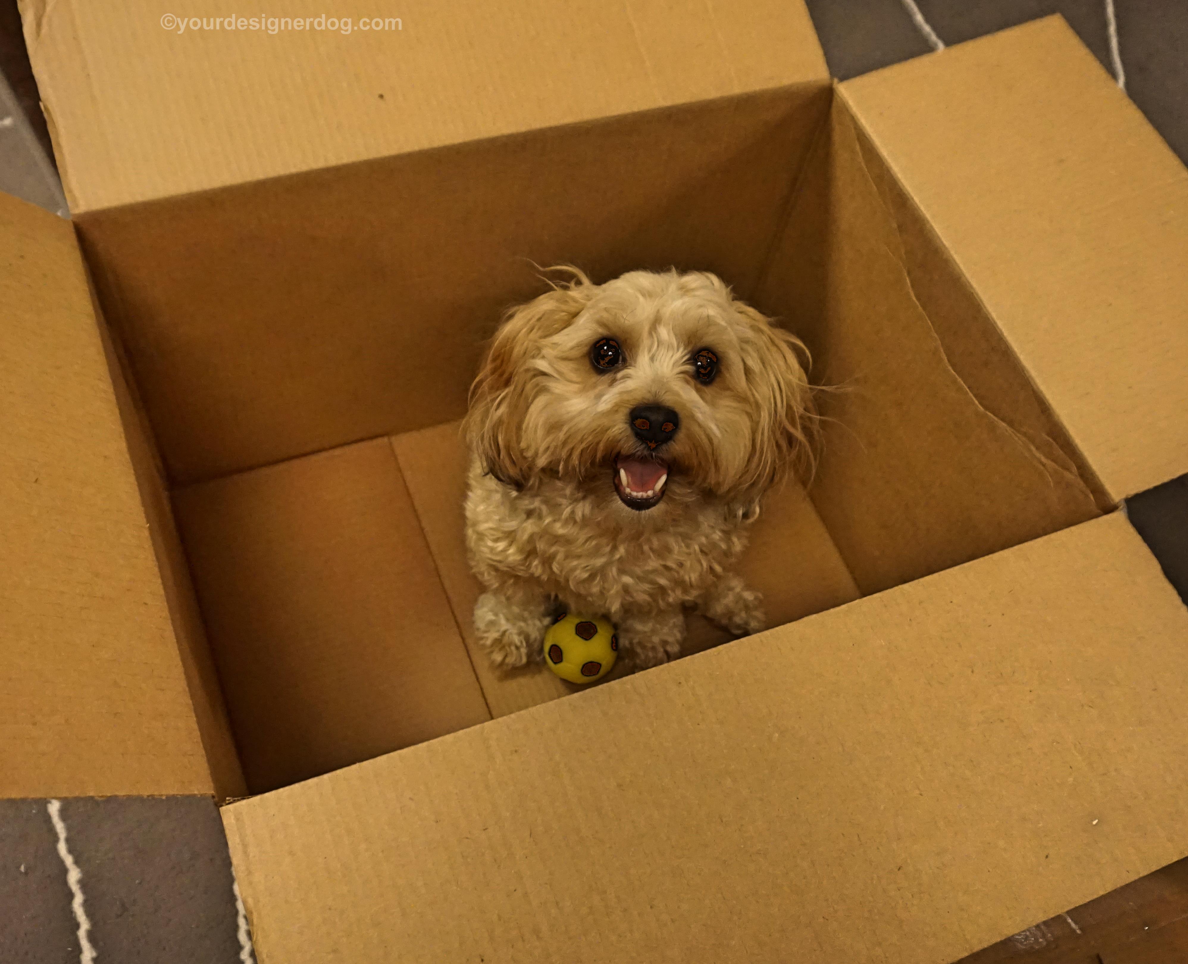 dogs, designer dogs, Yorkipoo, yorkie poo, moving, tongue out, dog smiling, box