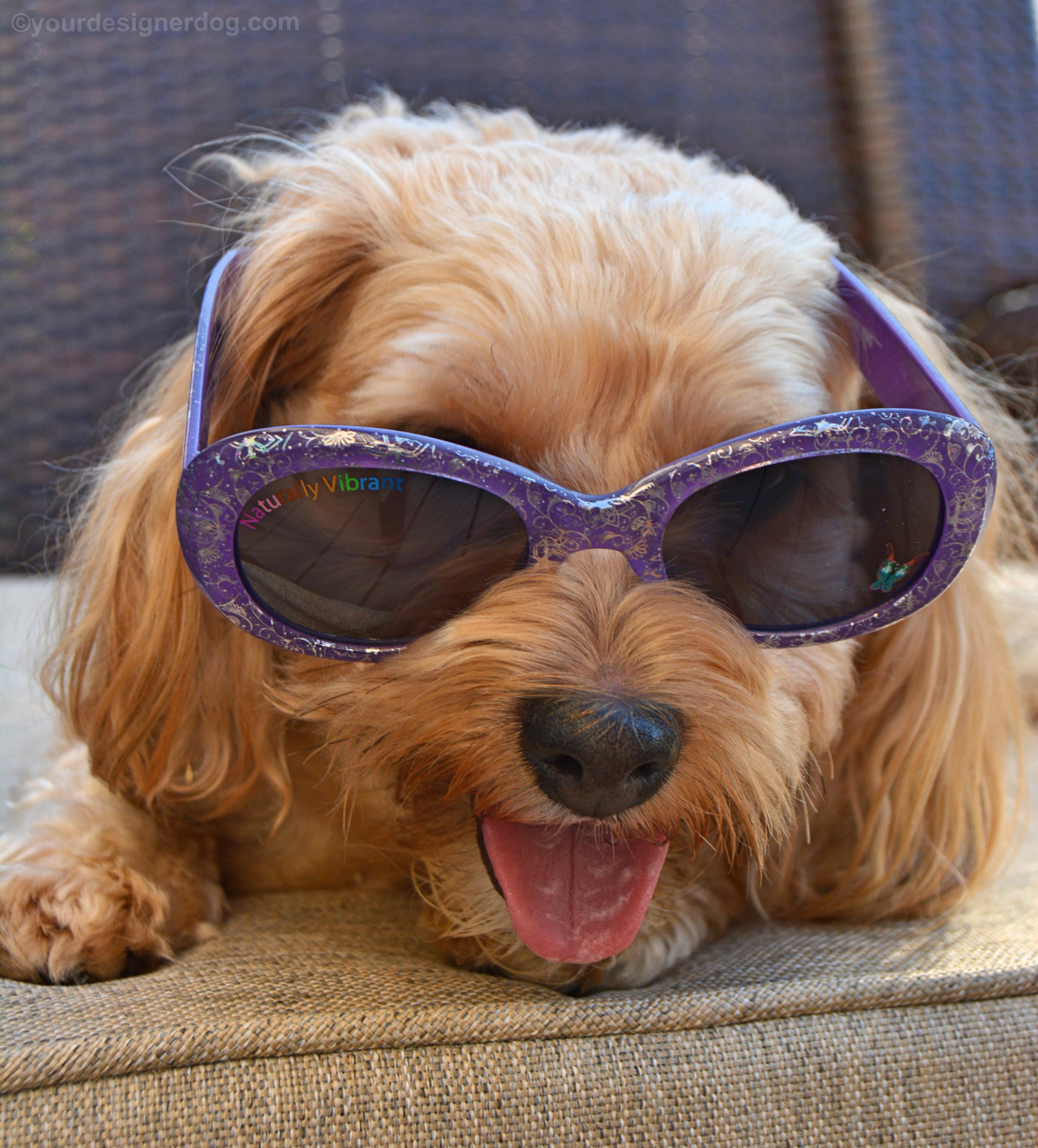 dogs, designer dogs, yorkipoo, yorkie poo, sunglasses, shades