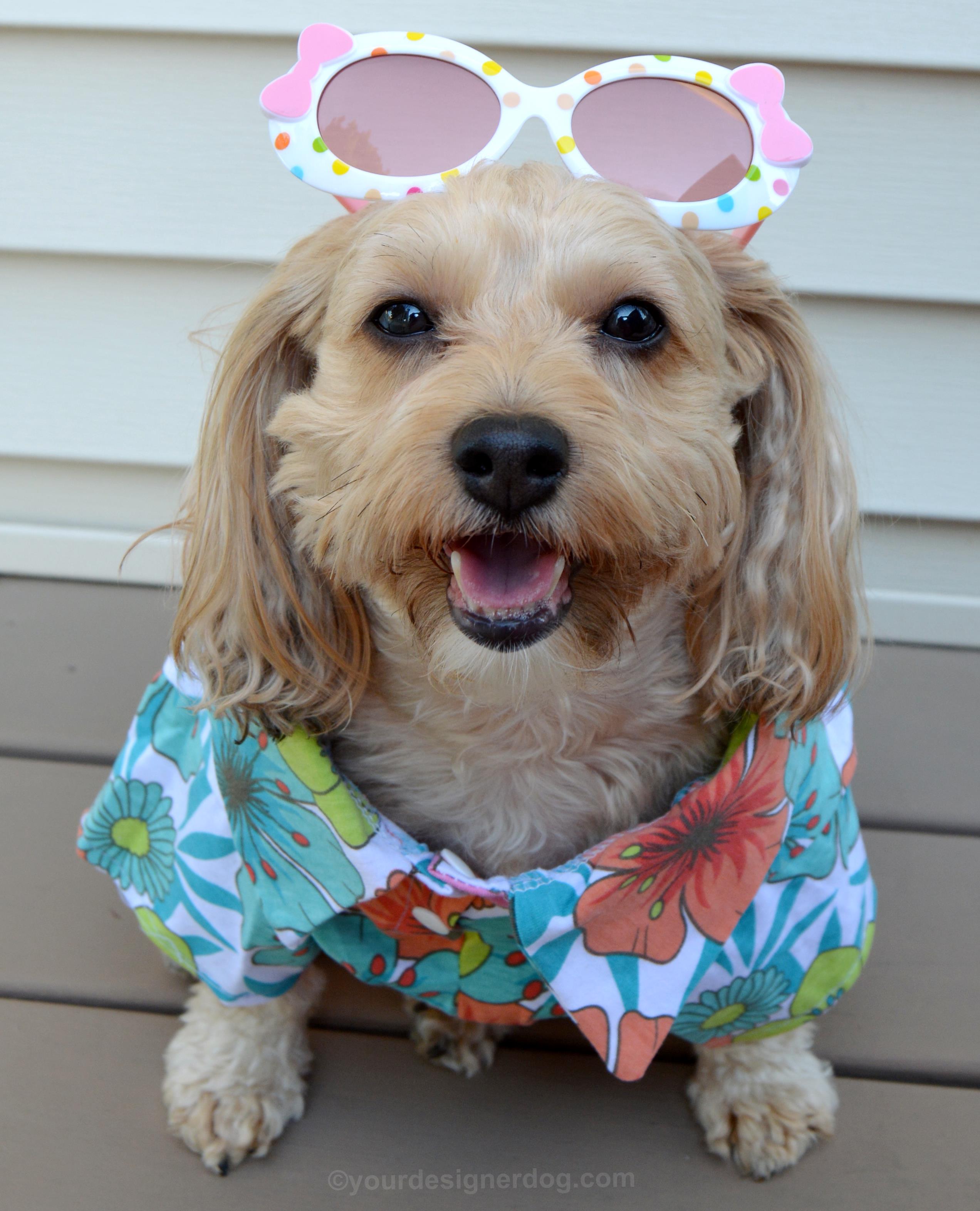 dogs, designer dogs, Yorkipoo, yorkie poo, summer, sunglasses, dog smiling, Hawaiian shirt
