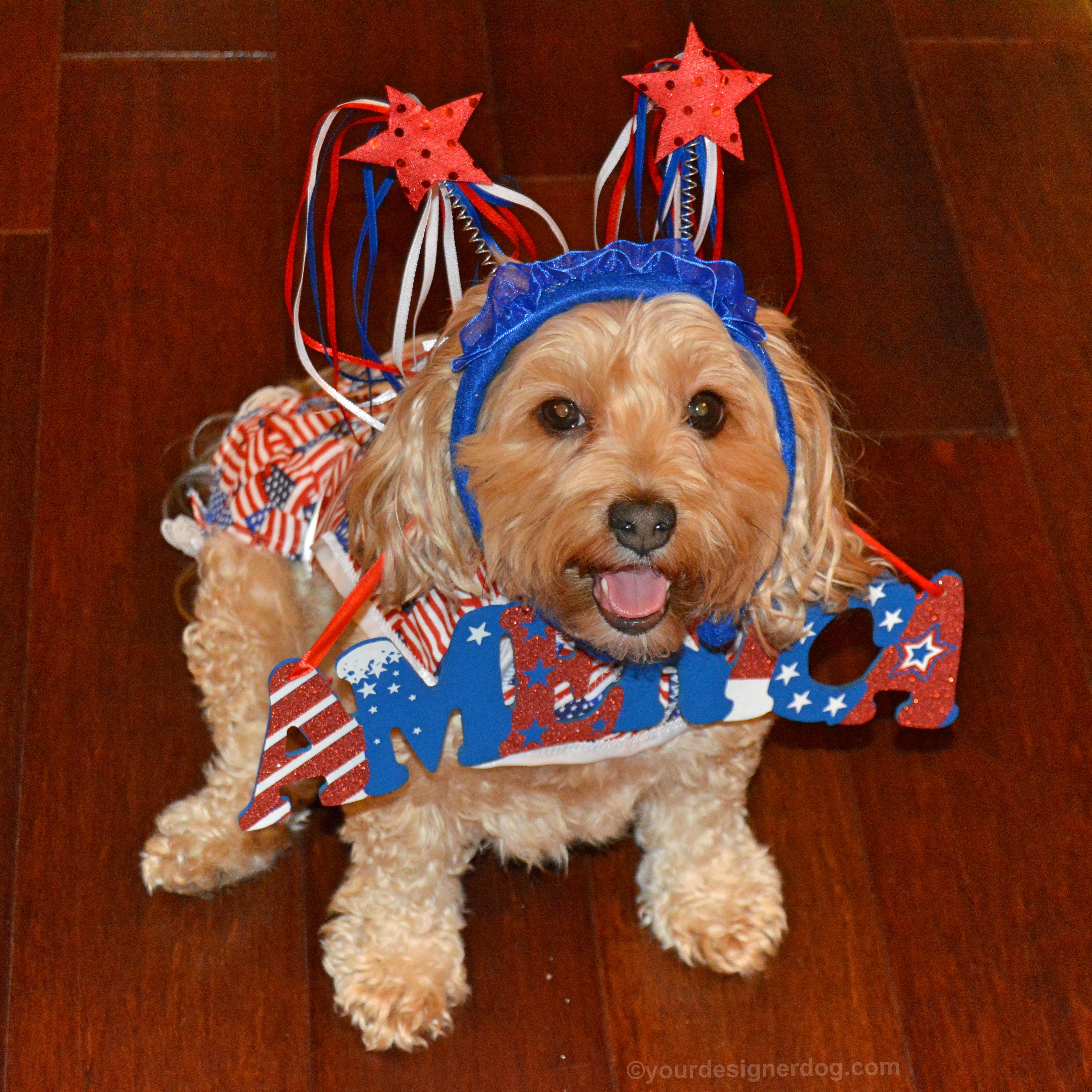 dogs, designer dogs, yorkipoo, yorkie poo, america, fourth of july, independence day