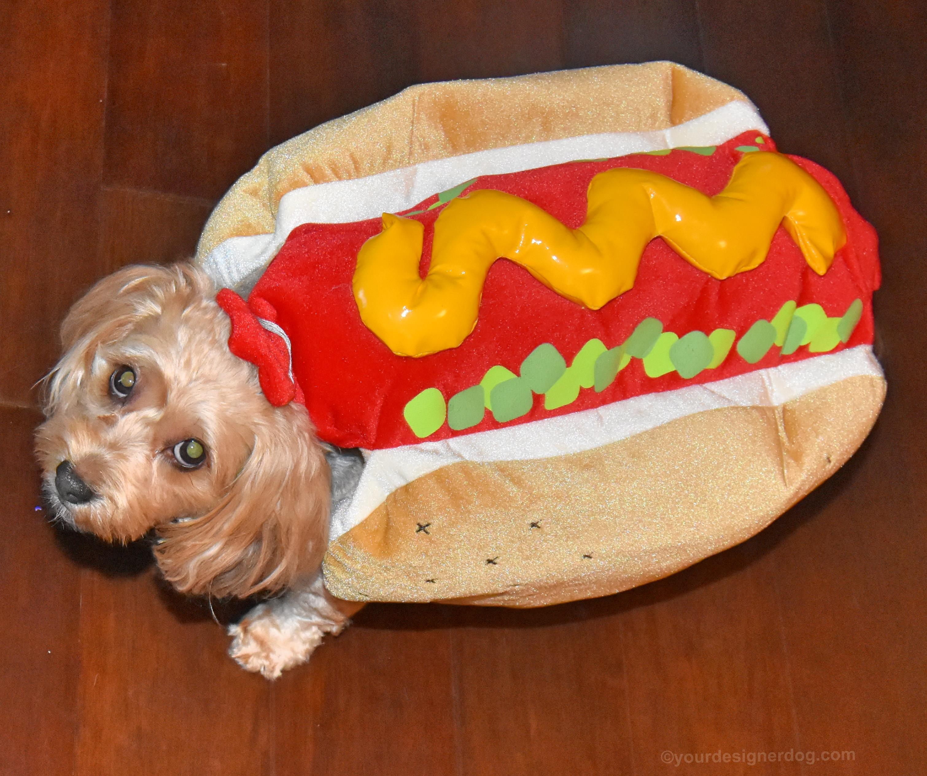 dogs, designer dogs, Yorkipoo, yorkie poo, hot dog costume, dog costume