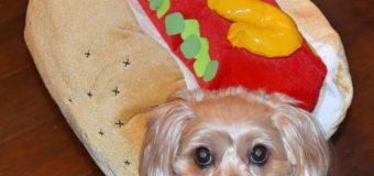 Take a Look at My Hot Dog!