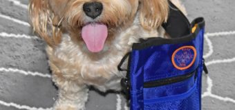 Hands Free Convenience with the RokaPets Dog Treat Pouch