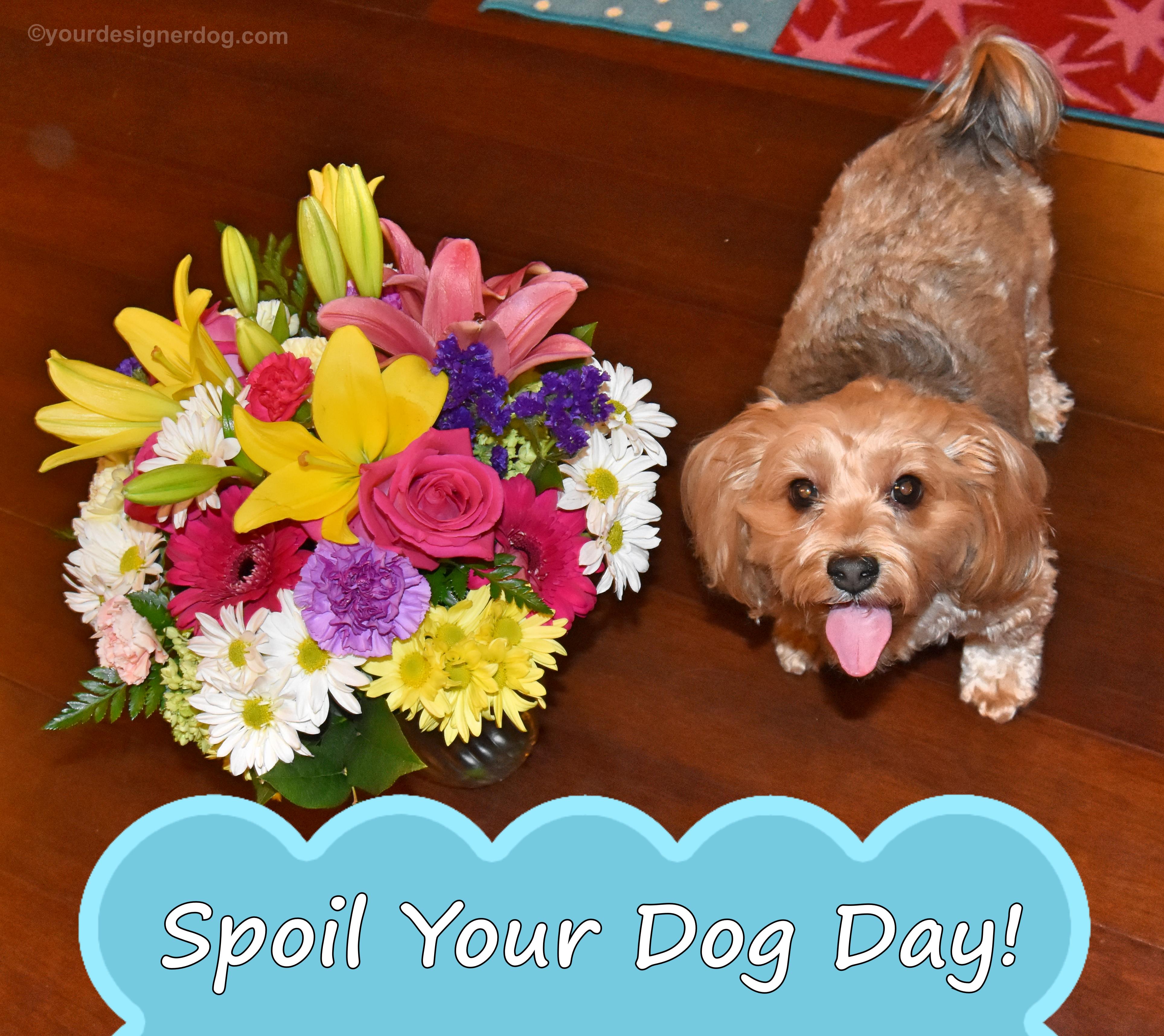 dogs, designer dogs, yorkipoo, yorkie poo, spoil your dog day, flower bouquet