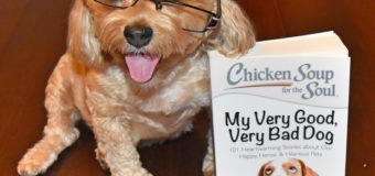 Warm, Fuzzy Feelings with Chicken Soup for the Soul: My Very Good, Very Bad Dog