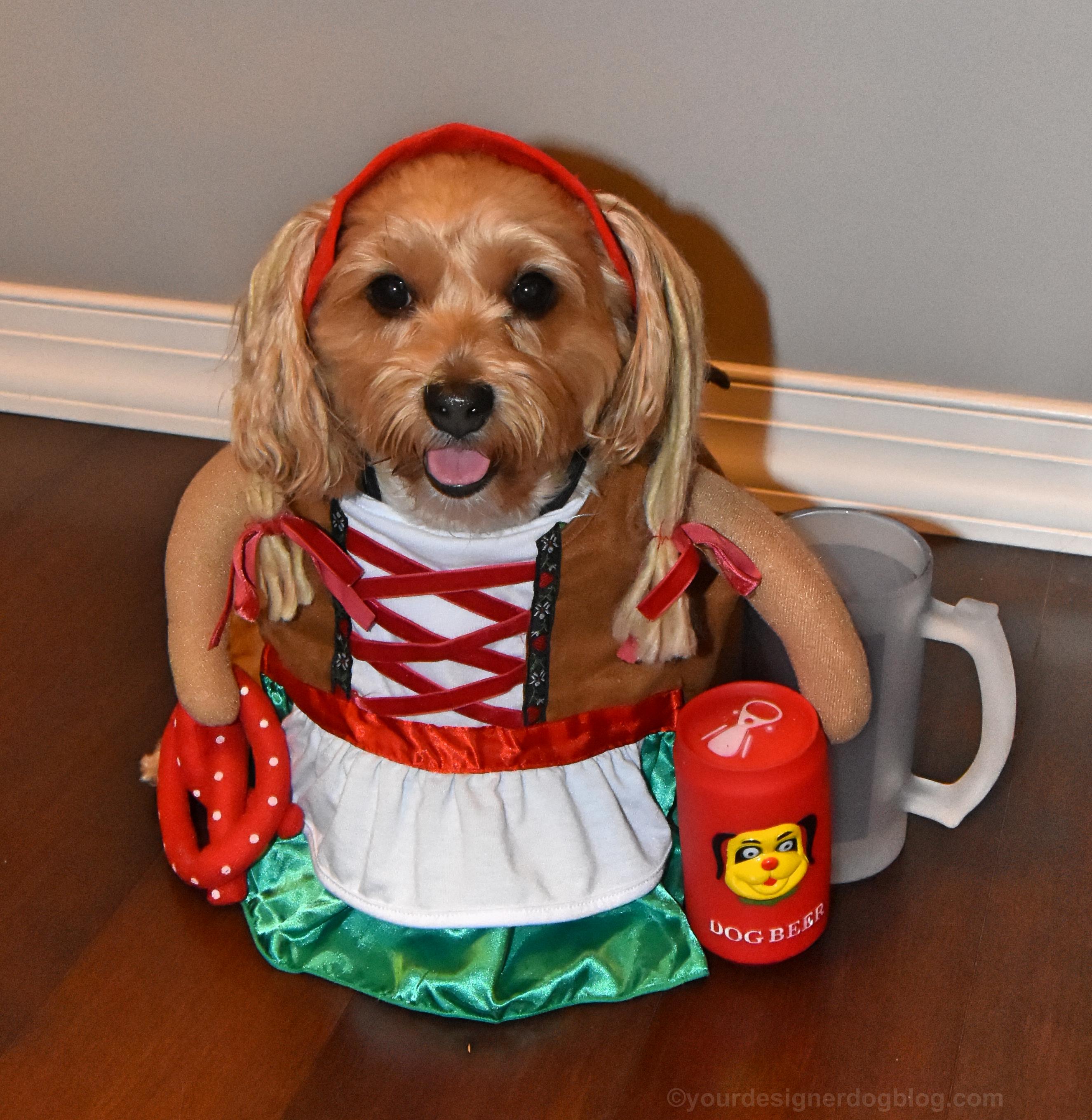 dogs, designer dogs, yorkipoo, yorkie poo, oktoberfest, german costume, dog beer