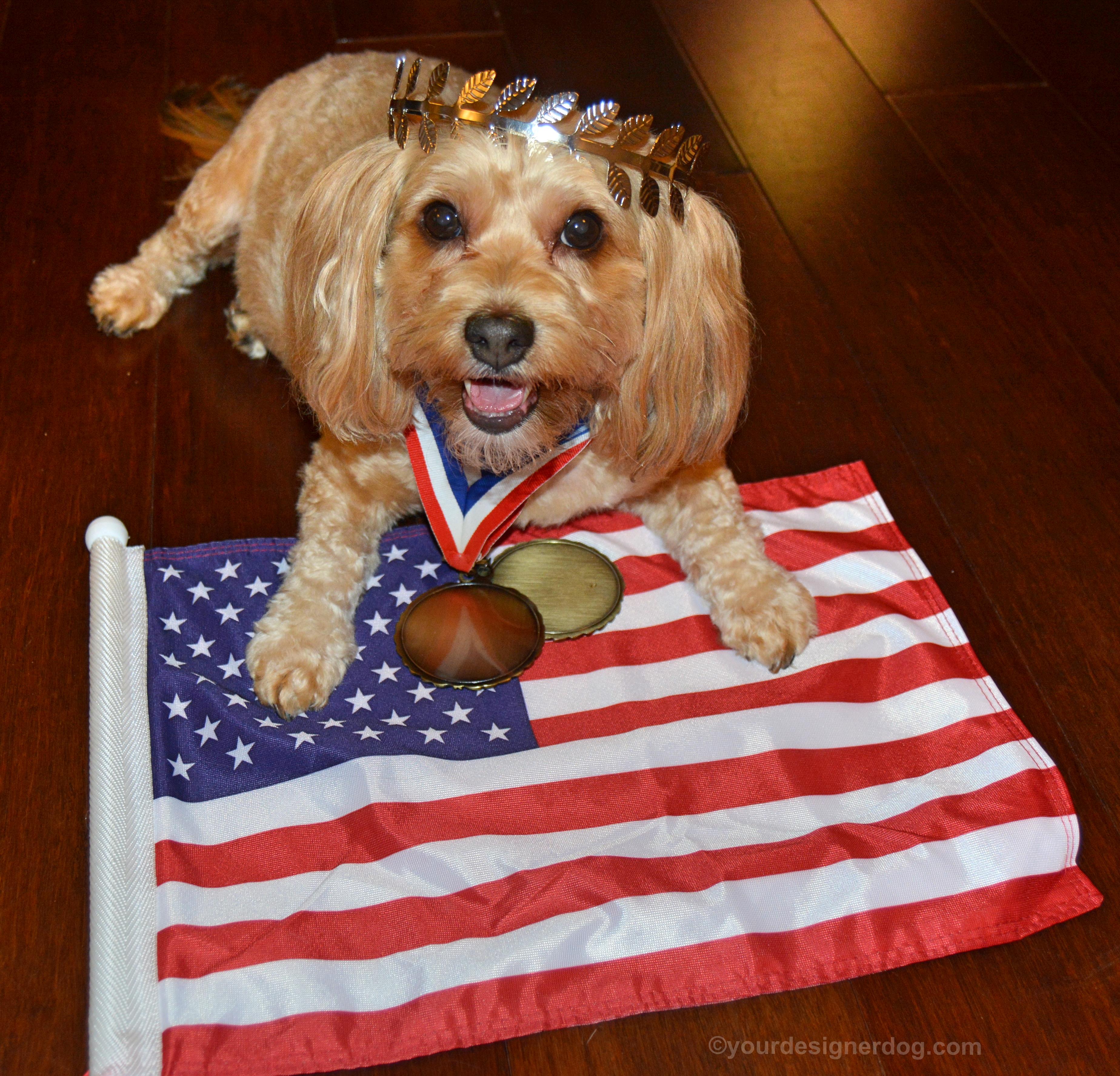 dogs, designer dogs, yorkipoo, yorkie poo, patriotic, athlete, olympics, medalist, crown