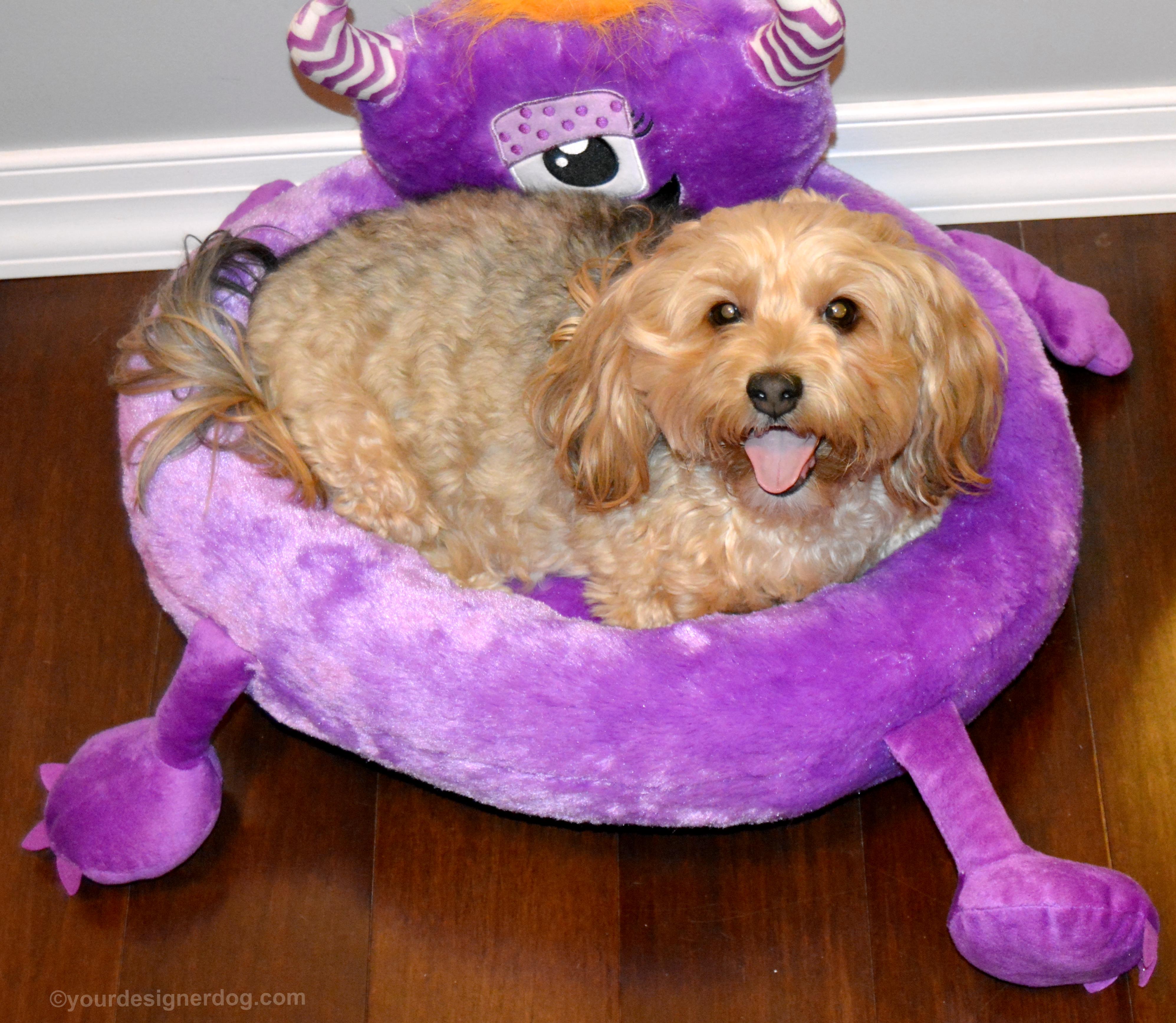 dogs, designer dogs, yorkipoo, yorkie poo, tongue out, monster dog bed