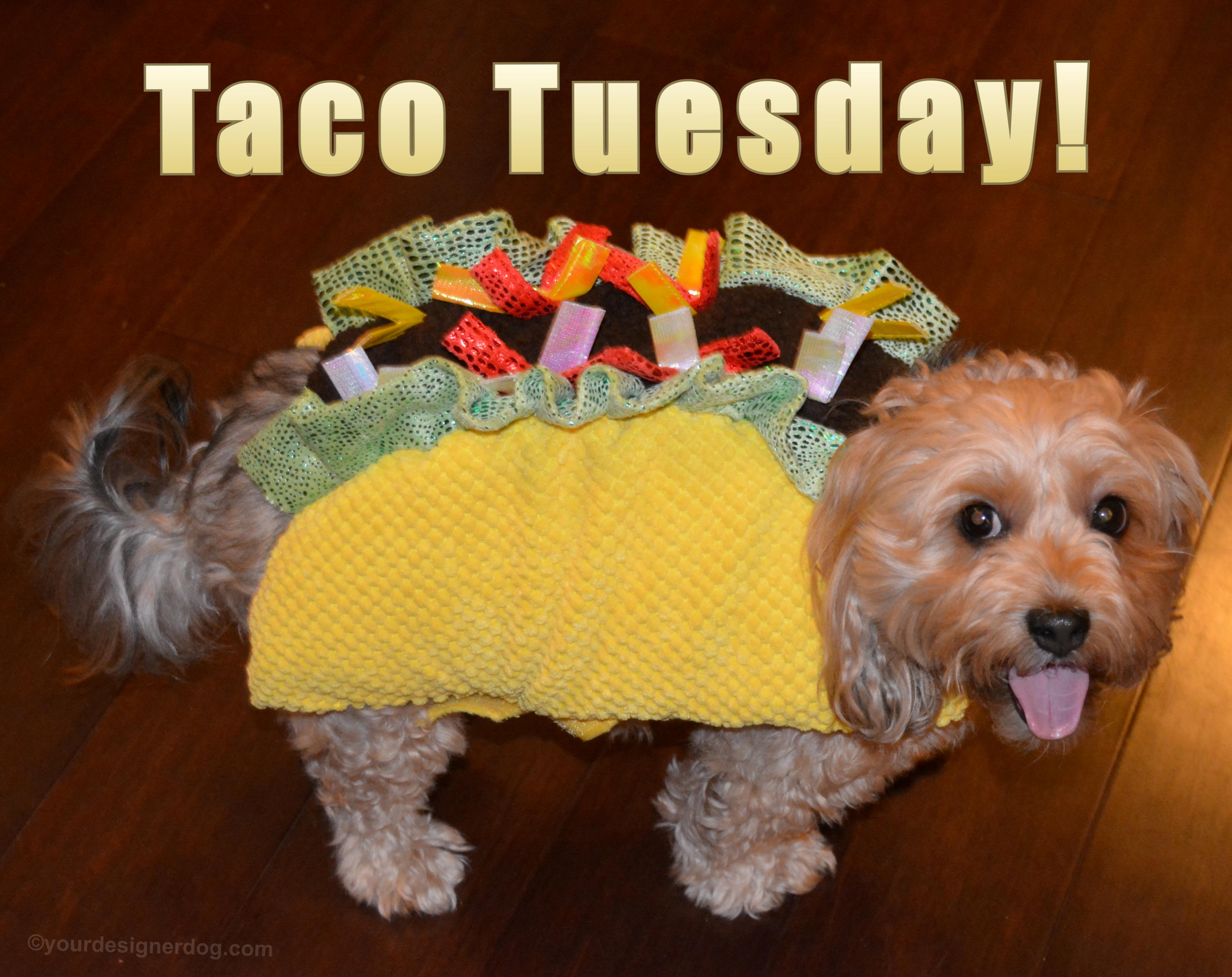dogs, designer dogs, Yorkipoo, yorkie poo, taco halloween costume, dog costume, tongue out, taco tuesday